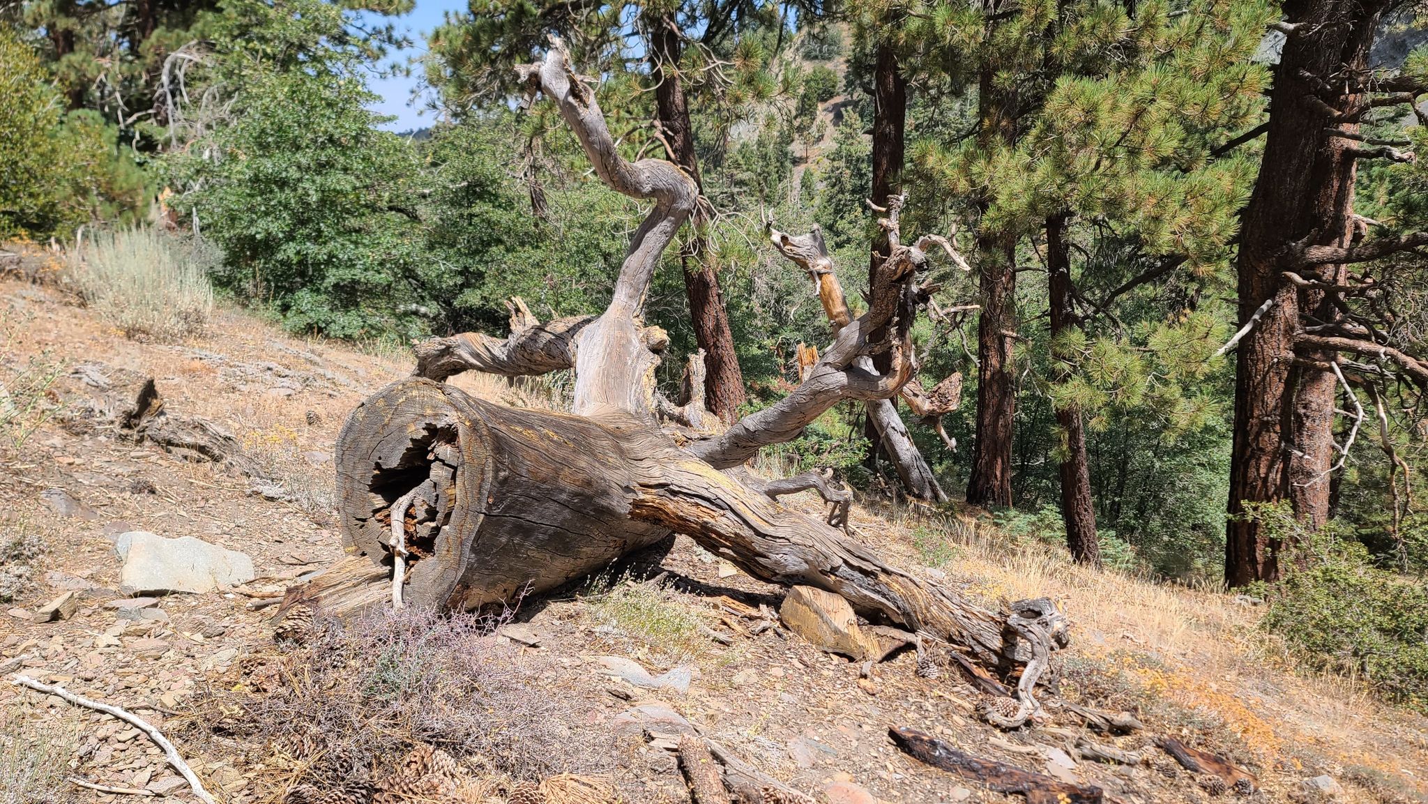 Fallen, gnarled tree trunk on a dry, sunny hillside with green trees. - Lightning Ridge Nature Trail