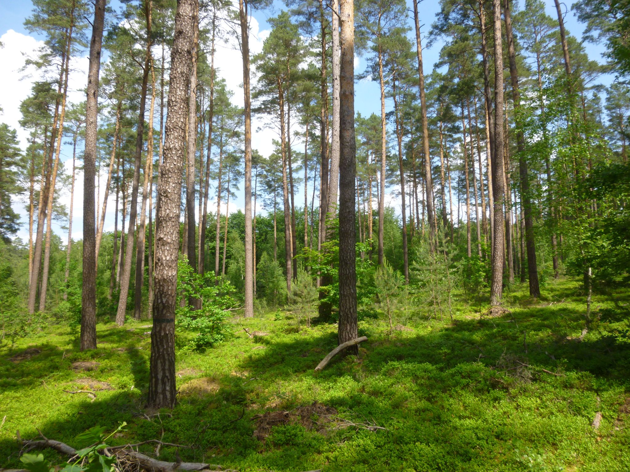 Schorfheide pur