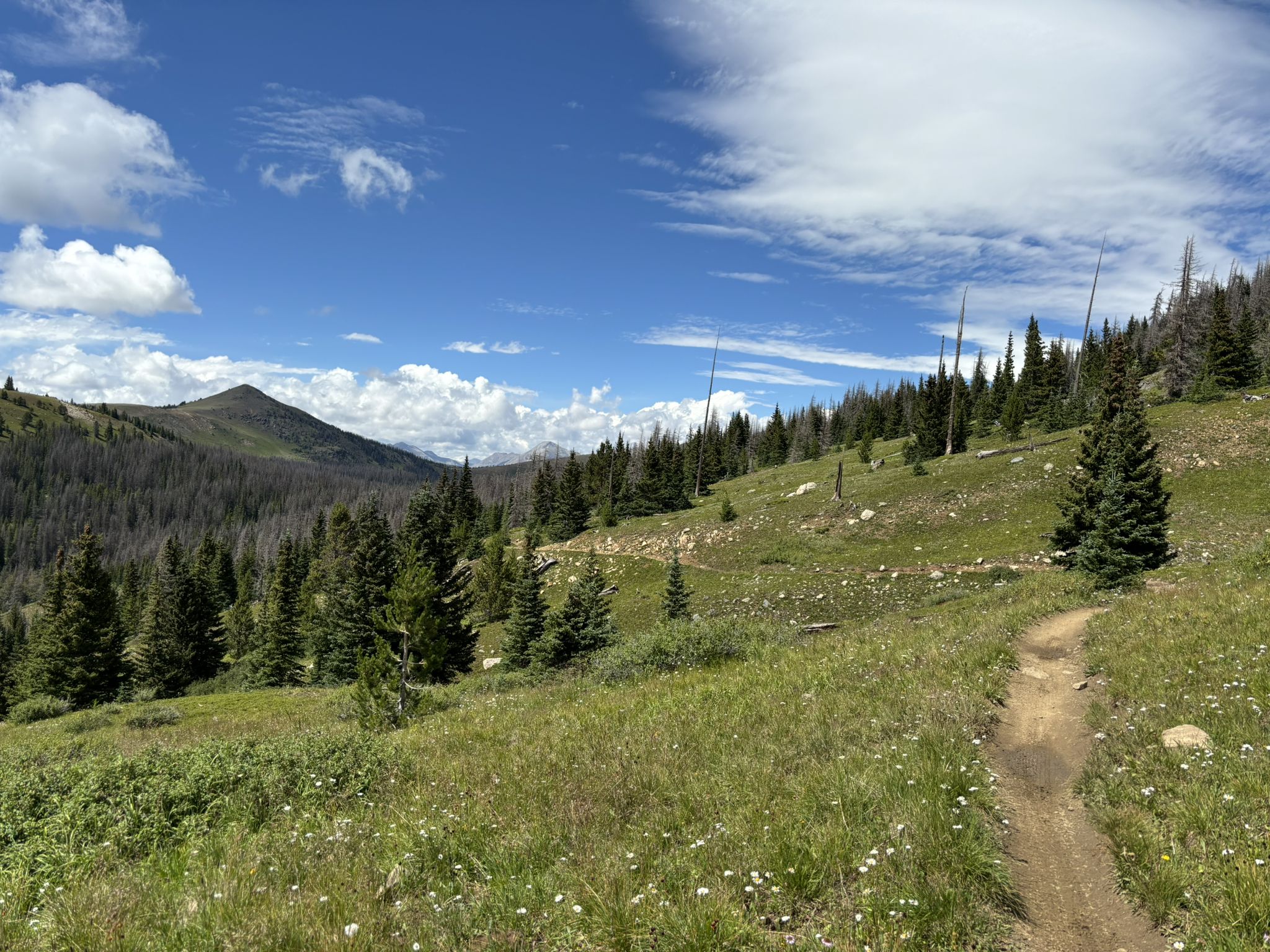 A dirt path winds up a green, forested hillside under a bright, cloudy sky. - Monarch Crest Trail