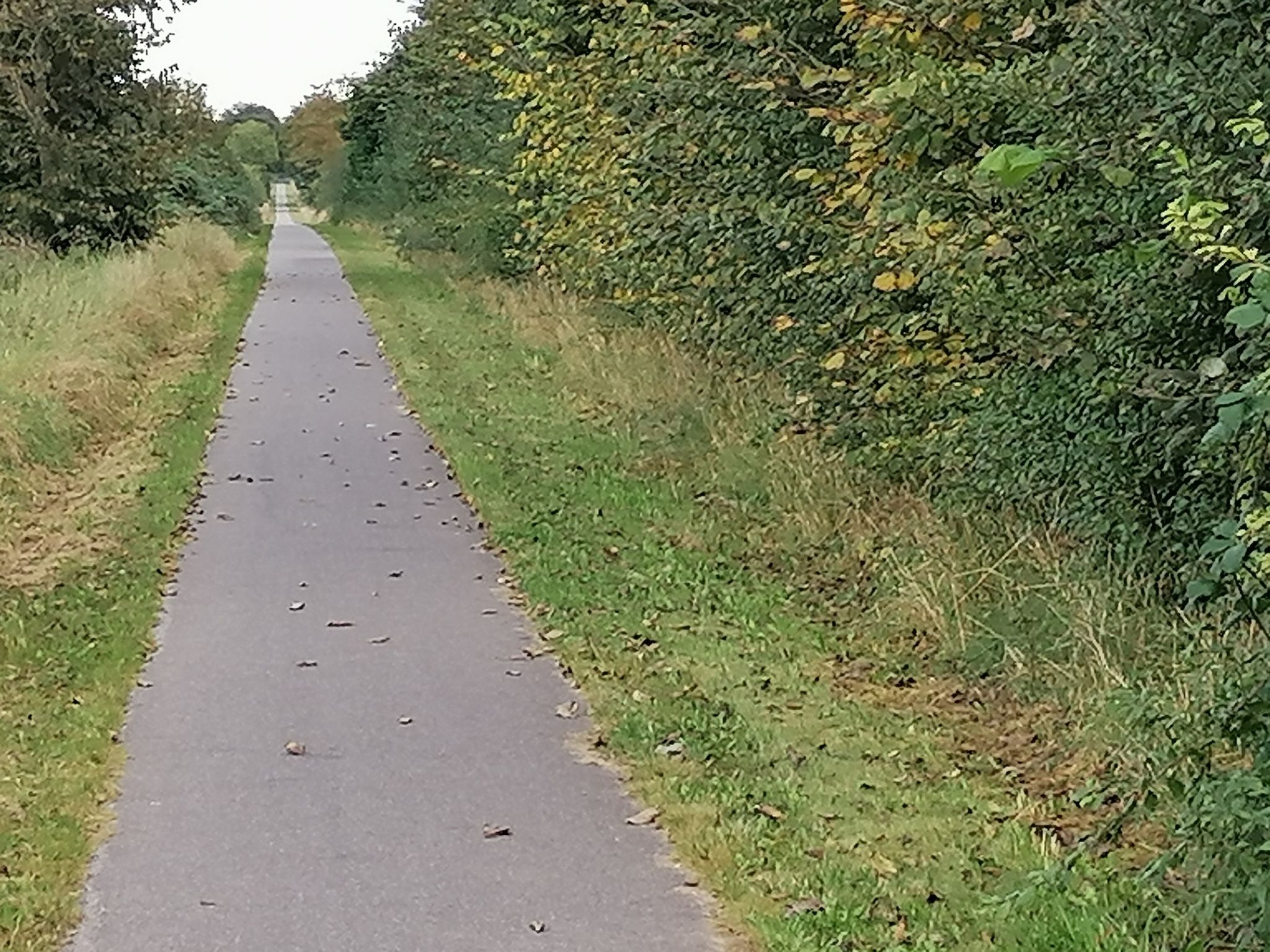 Bahnradweg zwischen Espe und Ringe