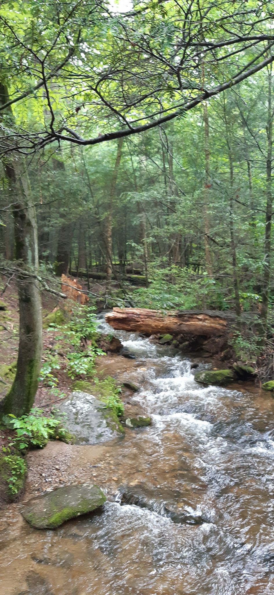 A clear stream flows over rocks through a lush green forest. - Sunset Rocks and Appalachian Trail Loop