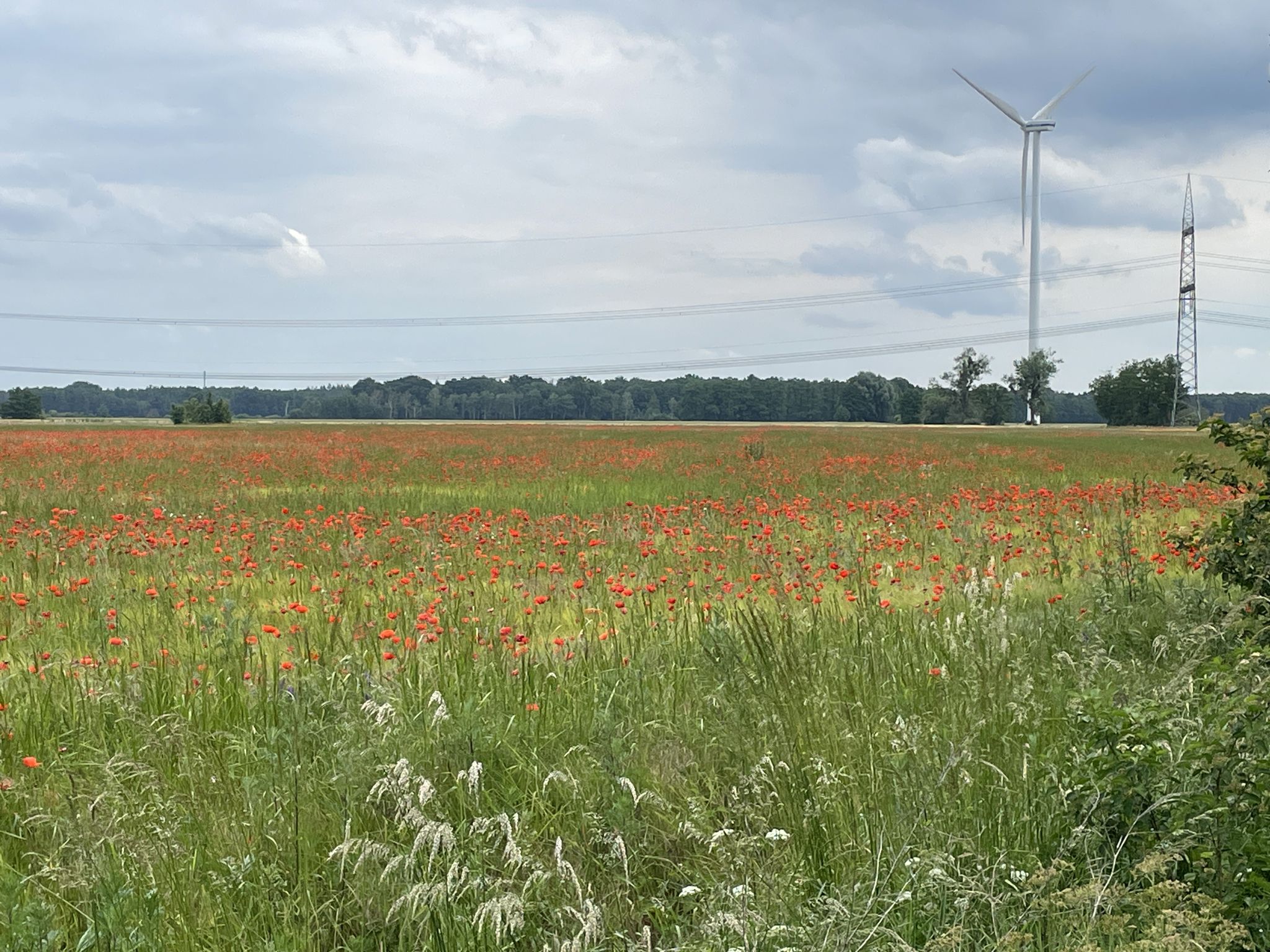 Dicht mit Klatschmohn durchsetztes Gerstenfeld...