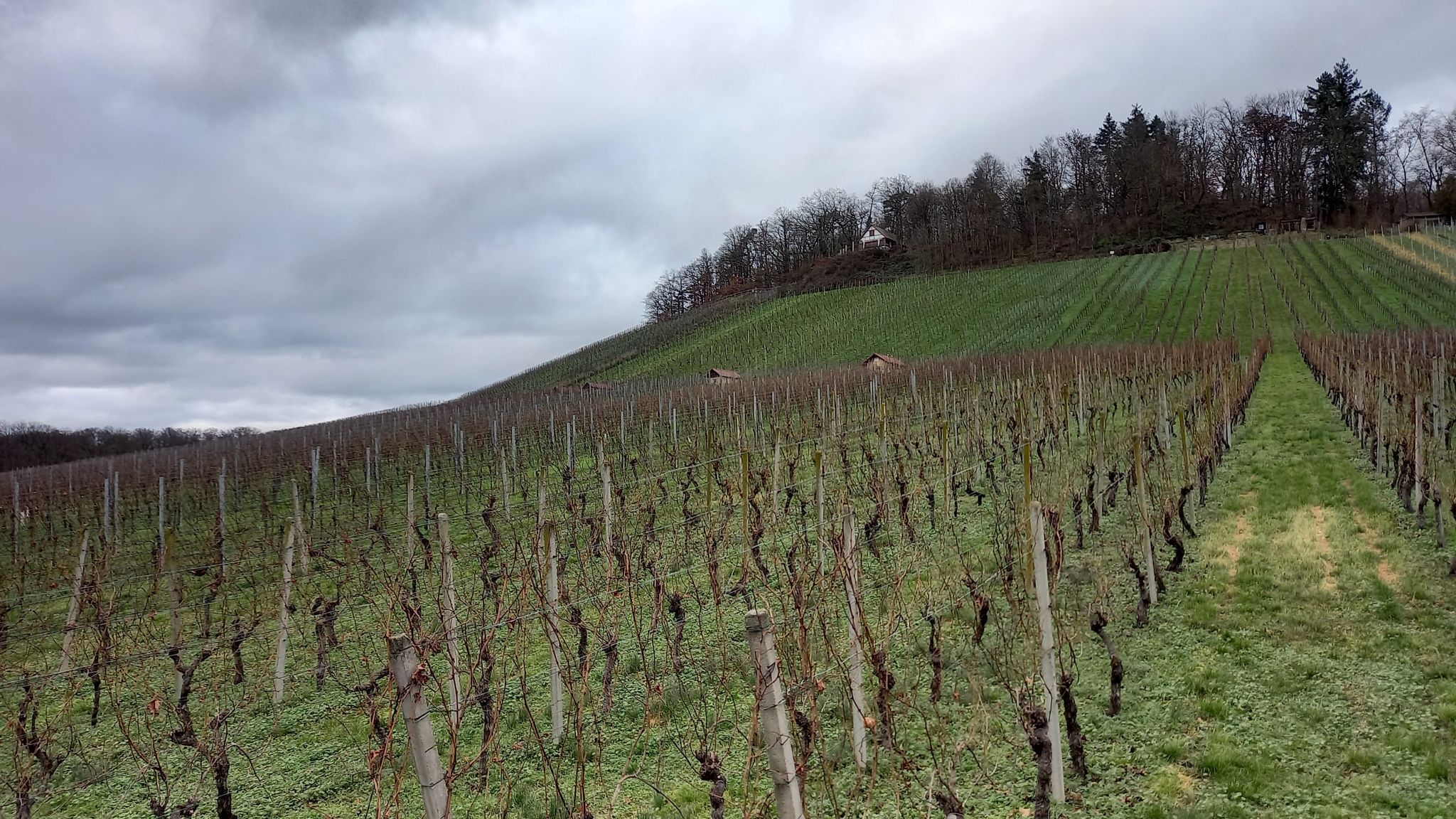 Der Lemberg