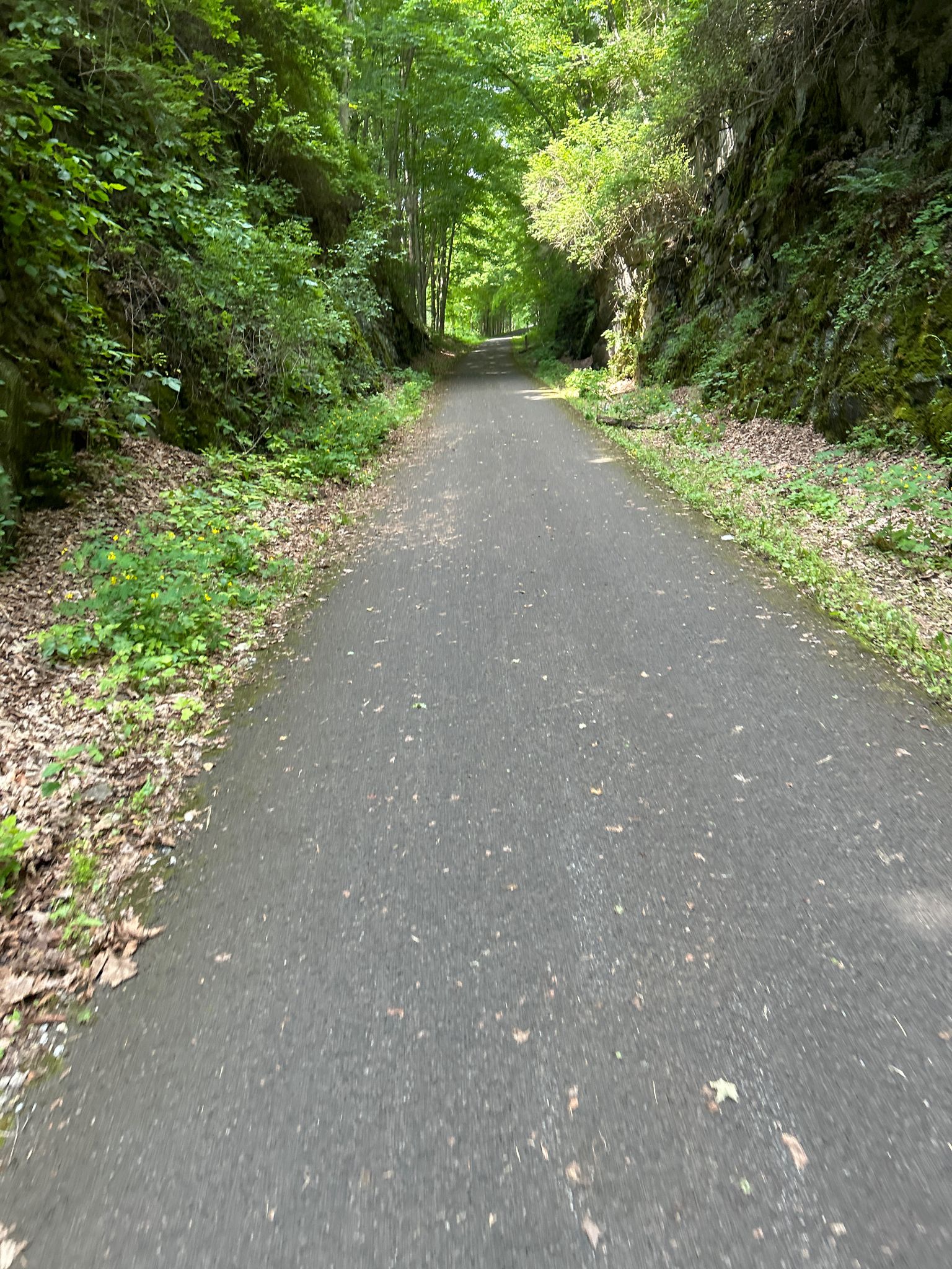 Shaded paved path winding through a dense green forest with rocky walls. - Candy-O's Candy & Collectibles loop from Benton Hill Preserve