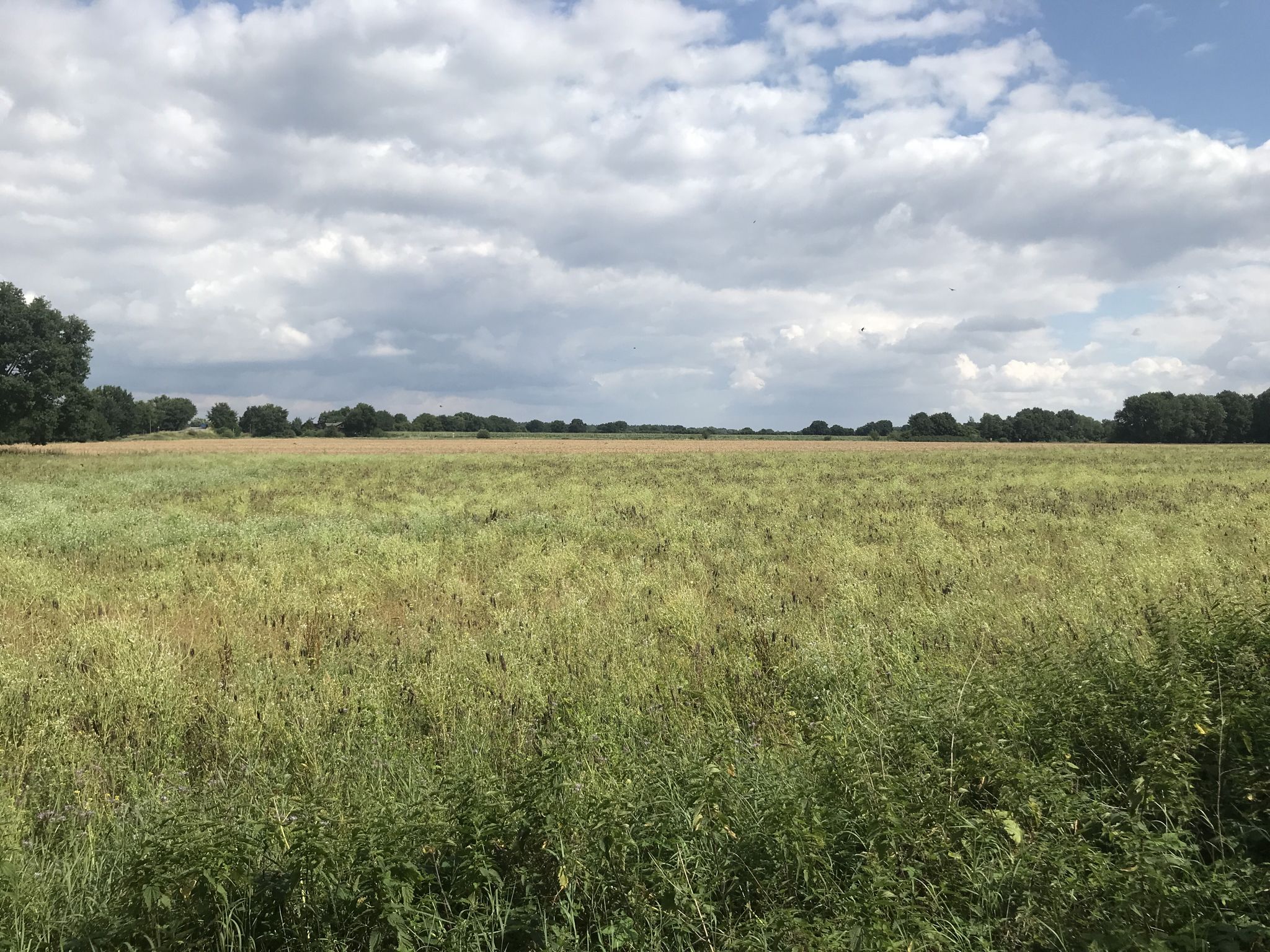 Freies Feld in Lüdersdorf