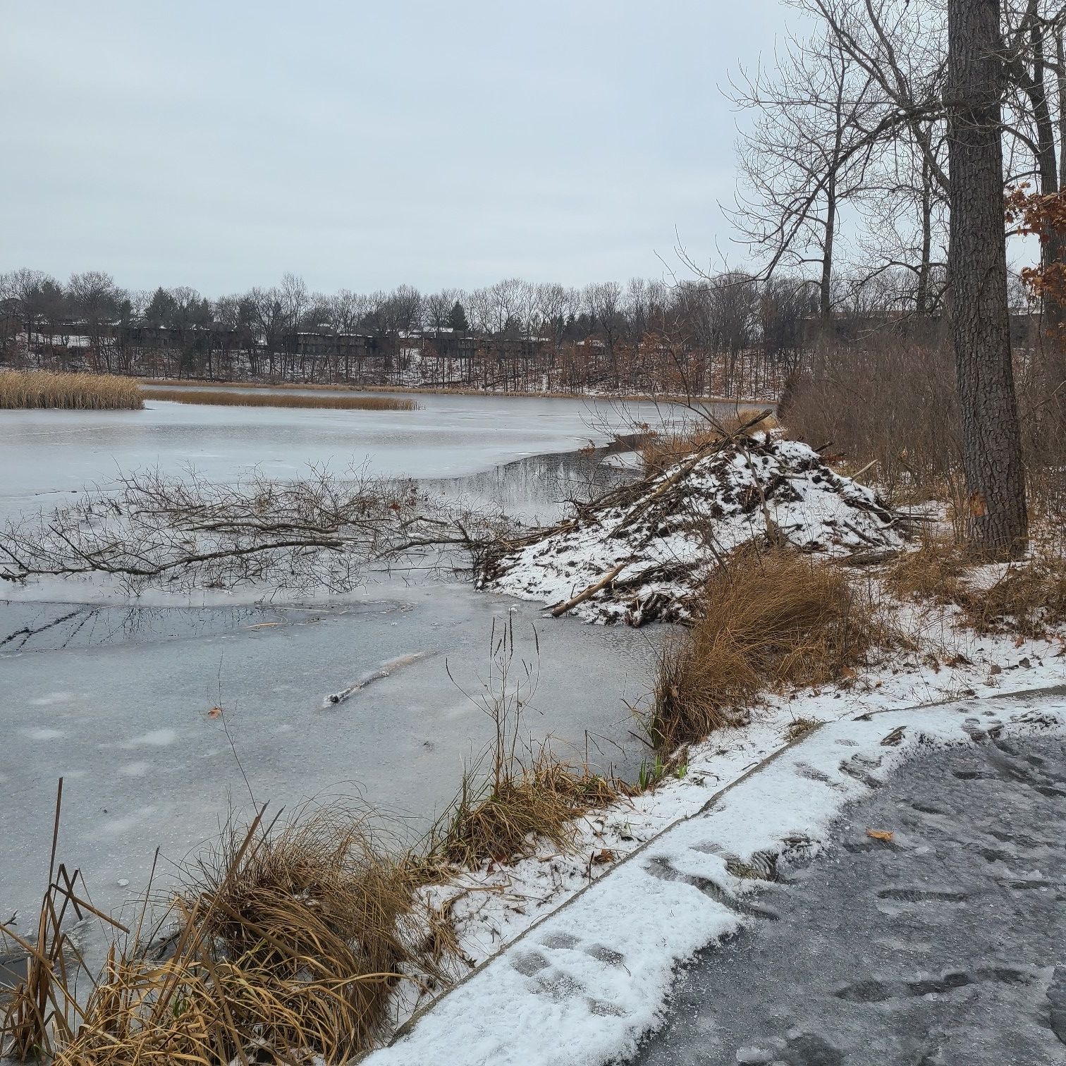 Icy lake with snow-covered beaver lodge and bare trees under a cloudy sky. - Asylum Lake Loop