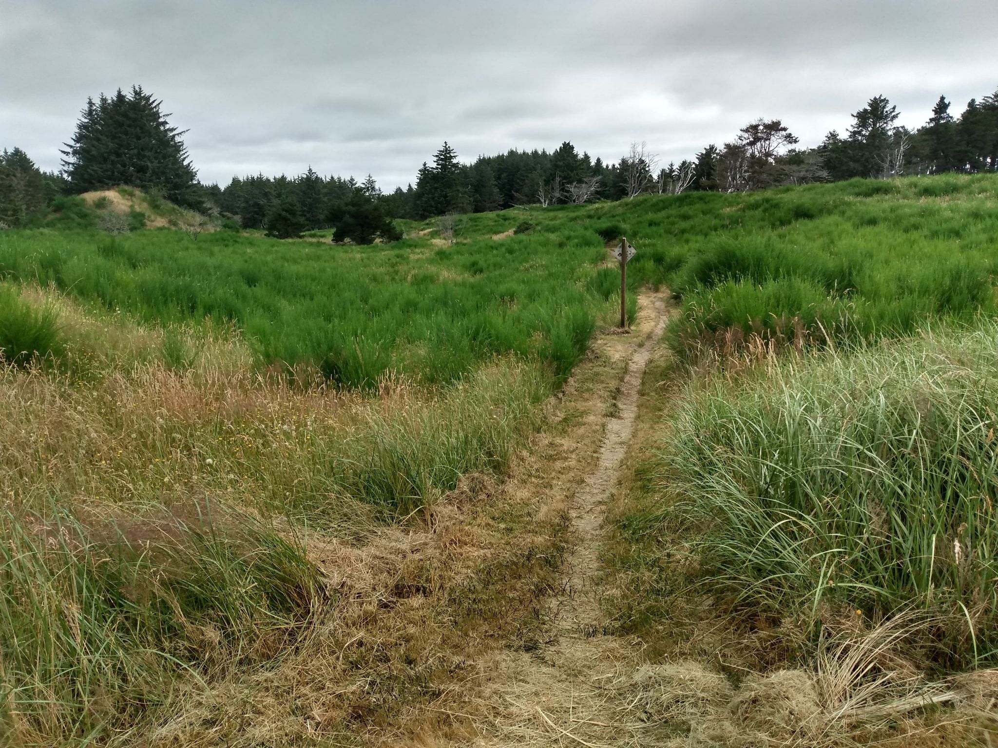Dirt path winding through tall green and brown grass under a cloudy sky. - Fort to Sea Trail to Neacoxie Creek