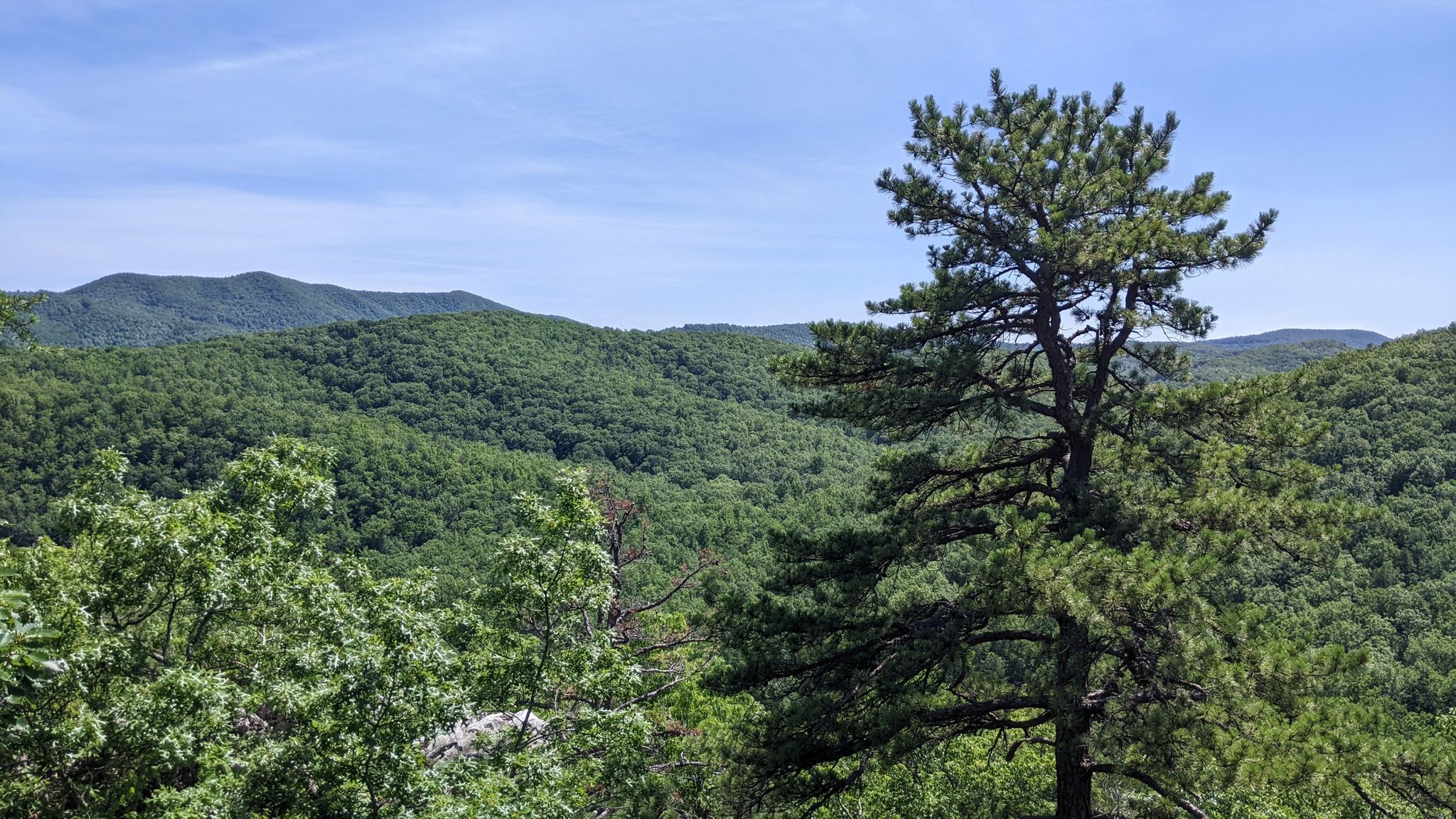 Vast green forested mountains under a bright blue sky, with a tall pine tree. - Torry Ridge Trail & Dam Trail loop