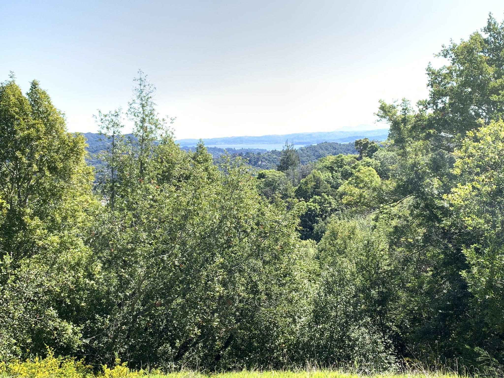 Dense green trees with a distant hazy body of water under bright sky. - View from Bald Hill loop from Fairfax