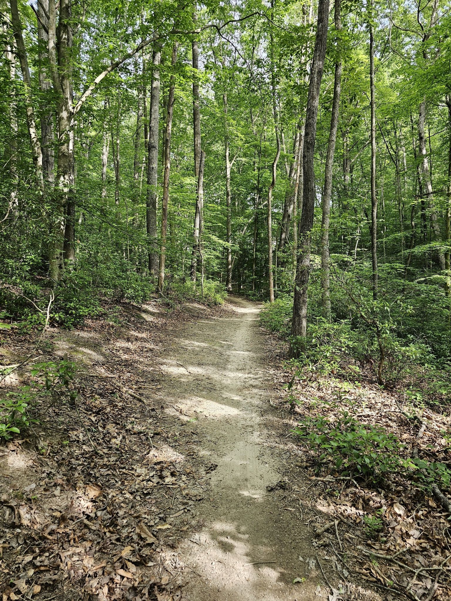 A sunlit dirt path through a dense forest with tall green trees. - River access! – Motts Run loop from James Monroe High School