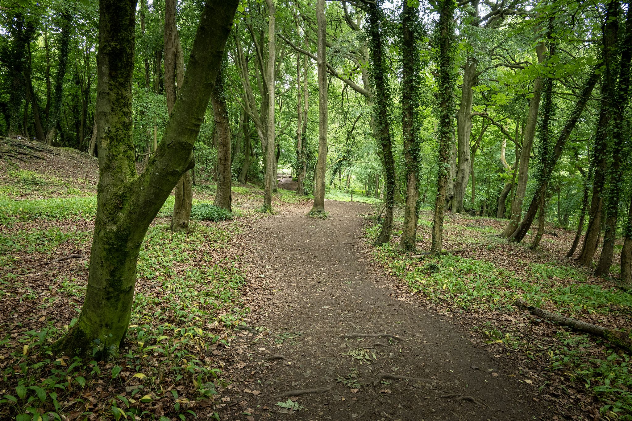 Fish Hill Woods