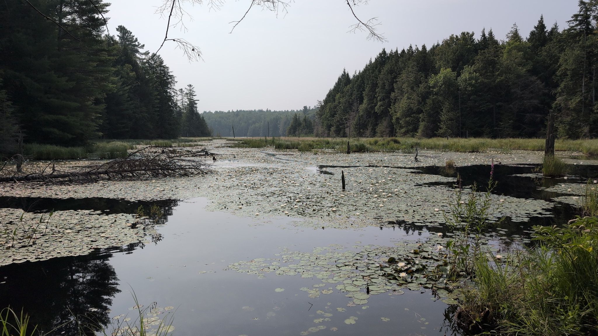 The Pond