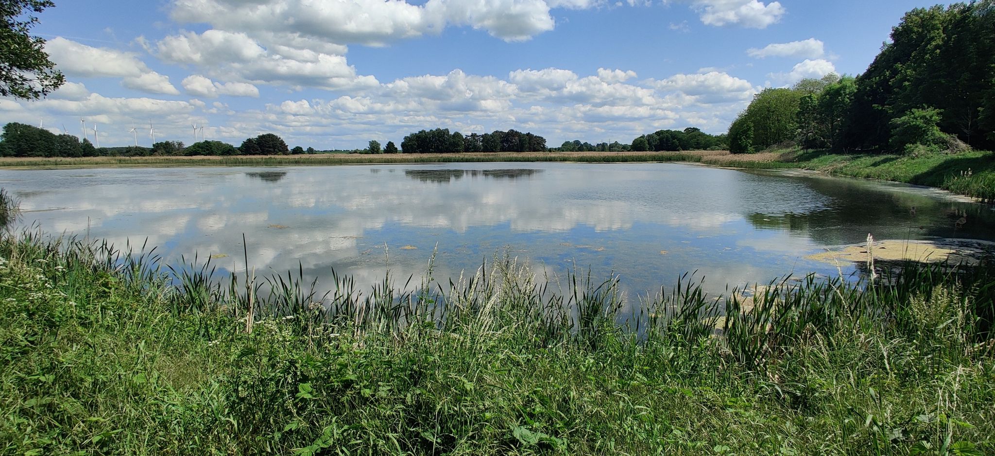 Fish Pond