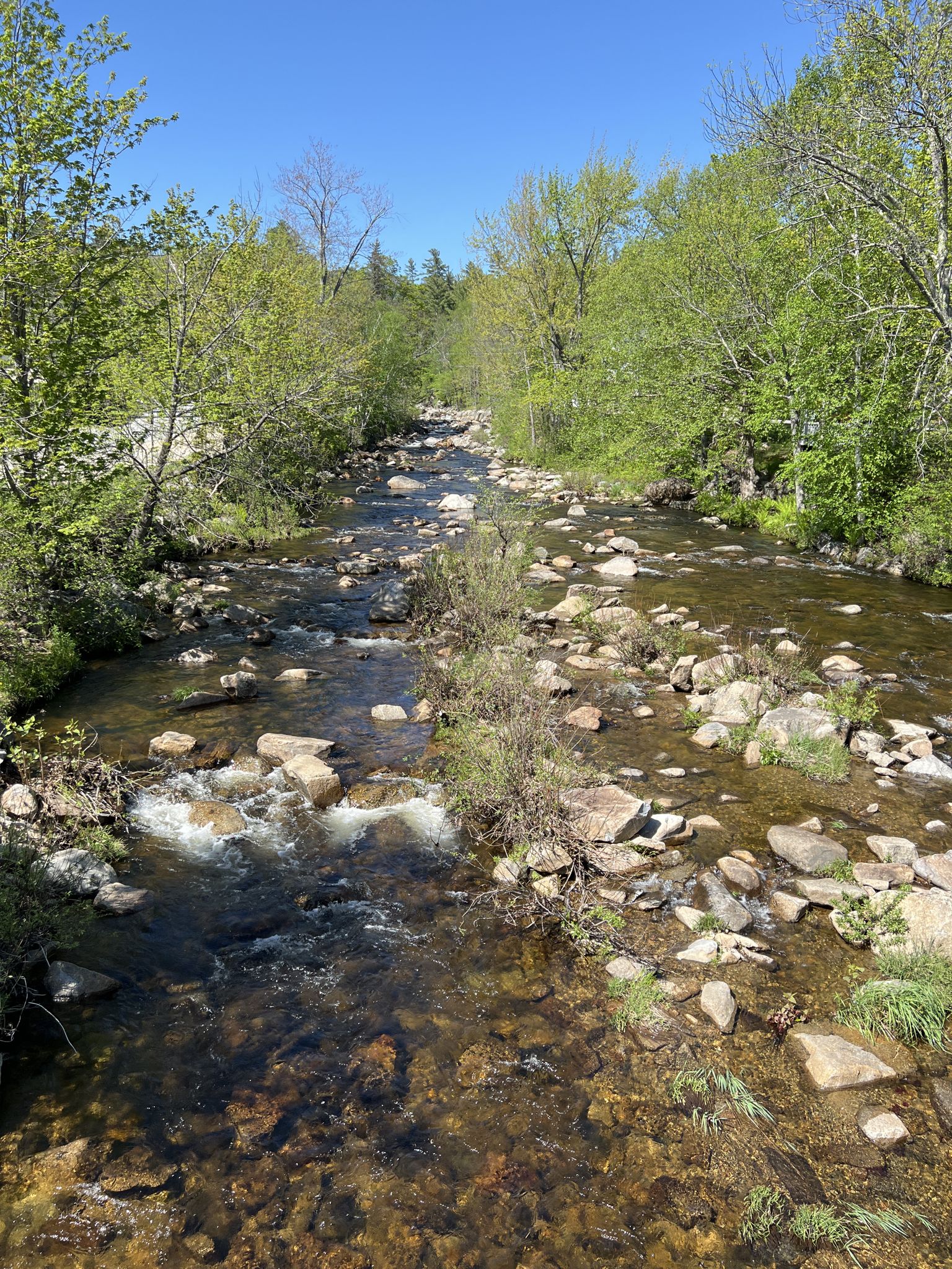 A clear, rocky river flows through a vibrant green forest on a sunny day. - Jackson Falls loop