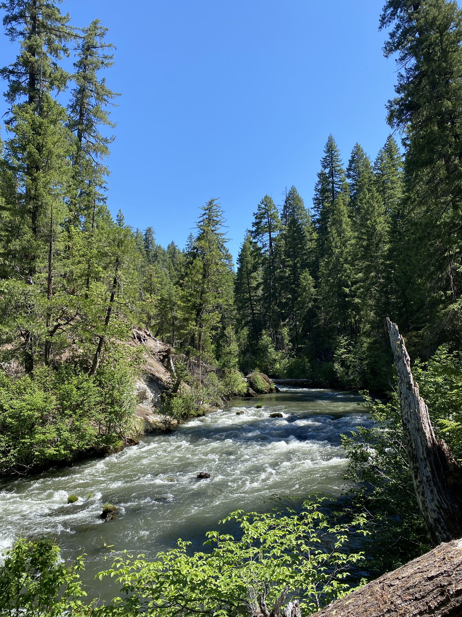 A wide river flows through a dense green forest under a clear blue sky. - Knob Falls Trail
