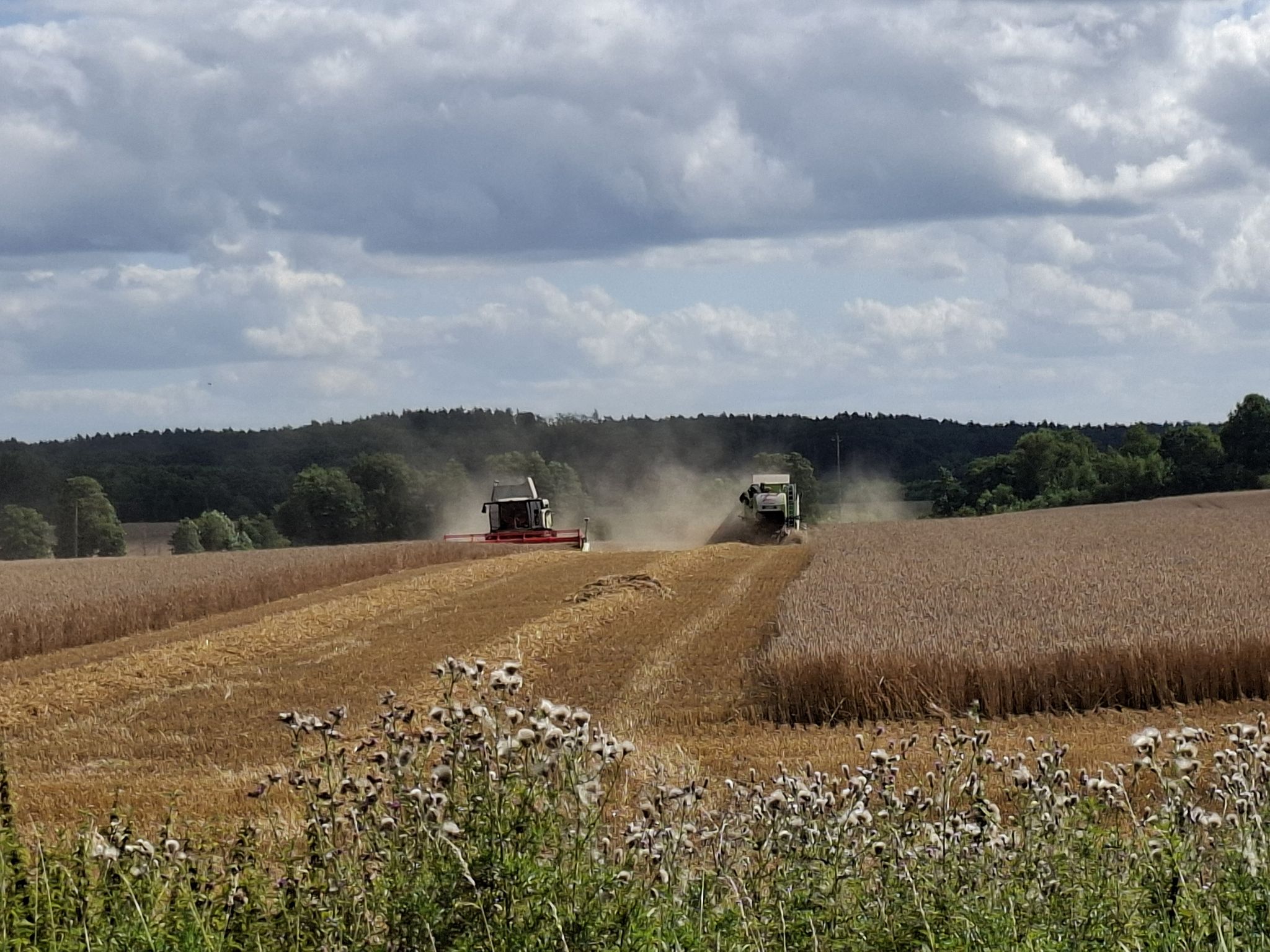 Stare Kaleńsko, żniwa
