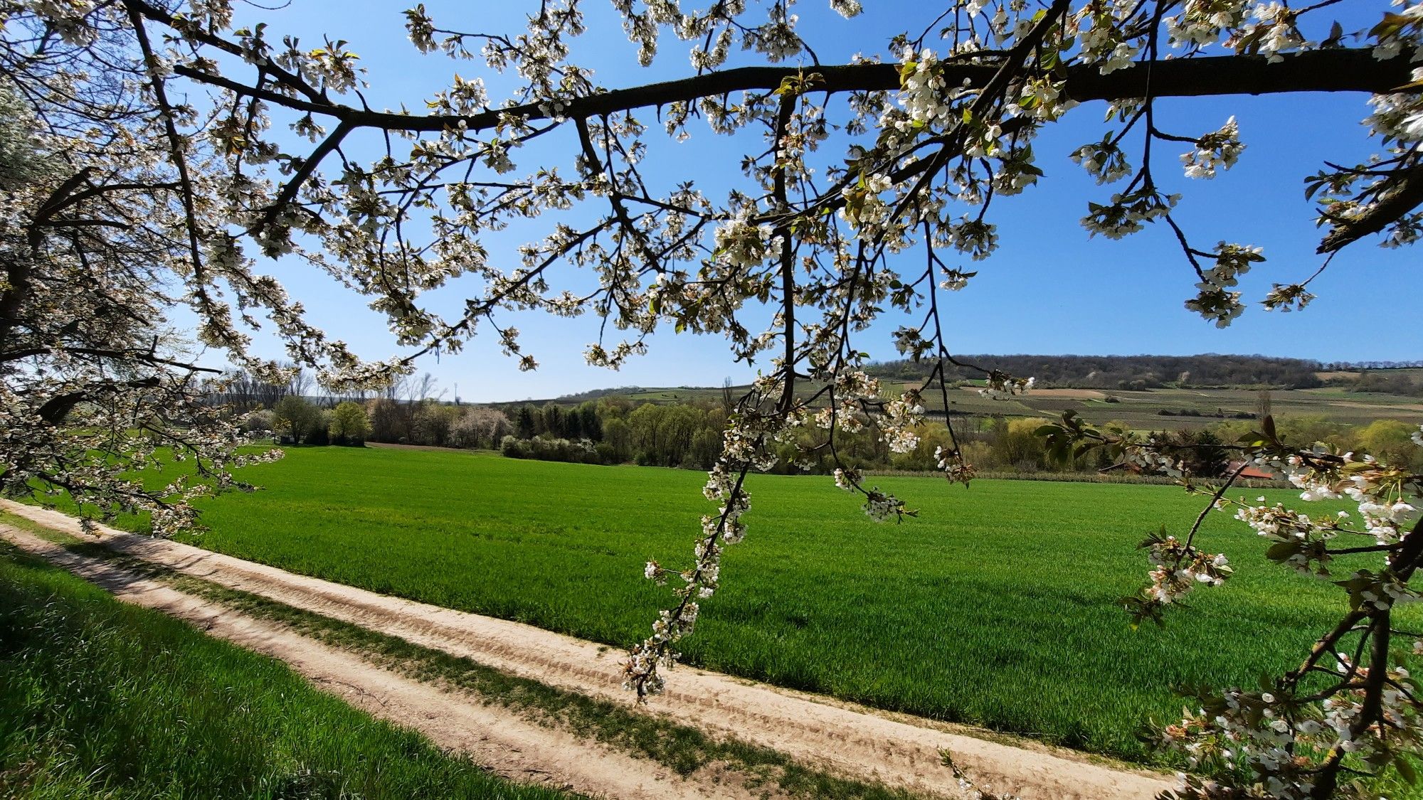 Abzweig an der "Gartenwiese"