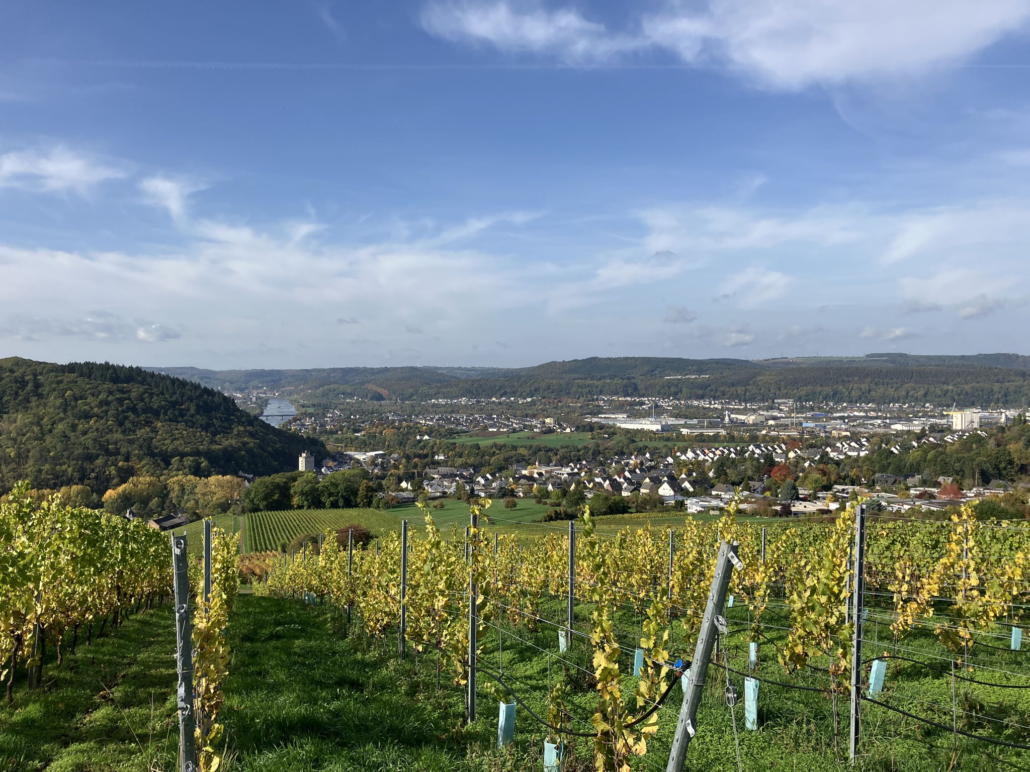 die Trauben sind schon gelesen