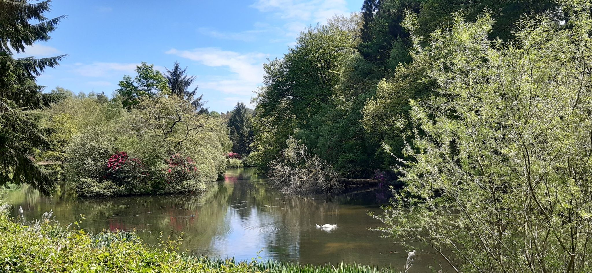 Swans and Autumn Bloom