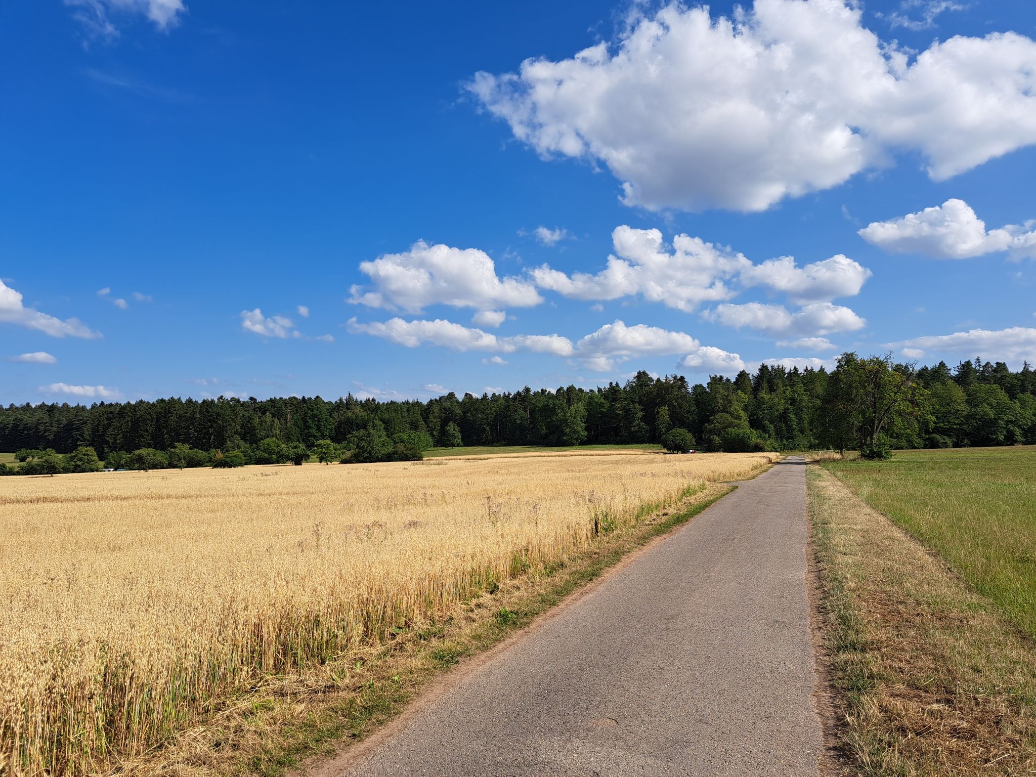 Jägerweg - links steht der Hafer. 🌾