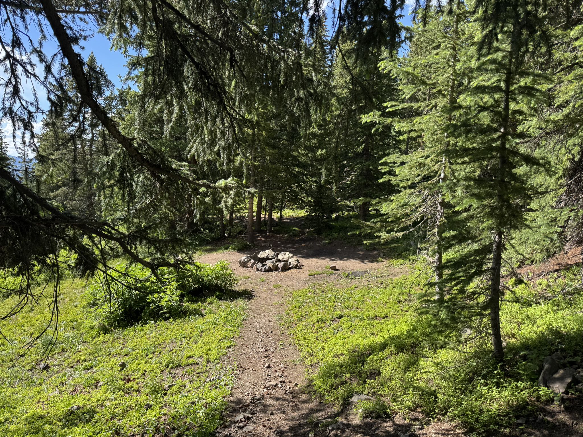 Dirt trail leading to a stone fire pit in a sunlit forest clearing. - Colorado Trail: Segment 7