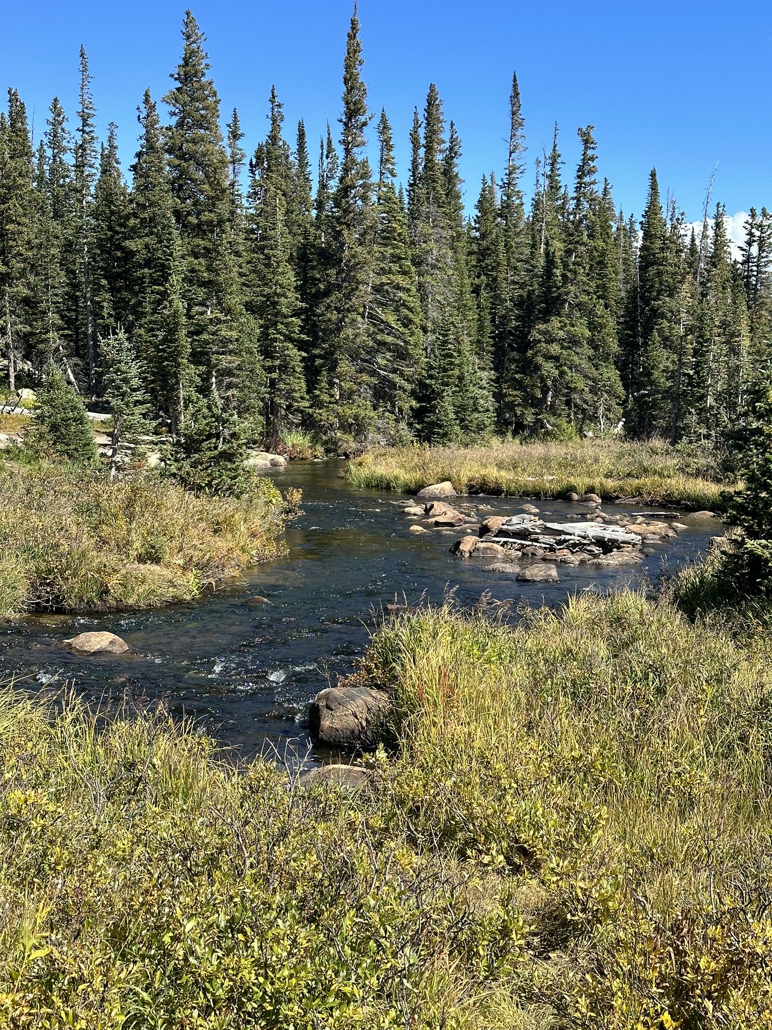 Sunny stream flowing through tall green and golden grass, pine forest. - Pawnee Pass Trail