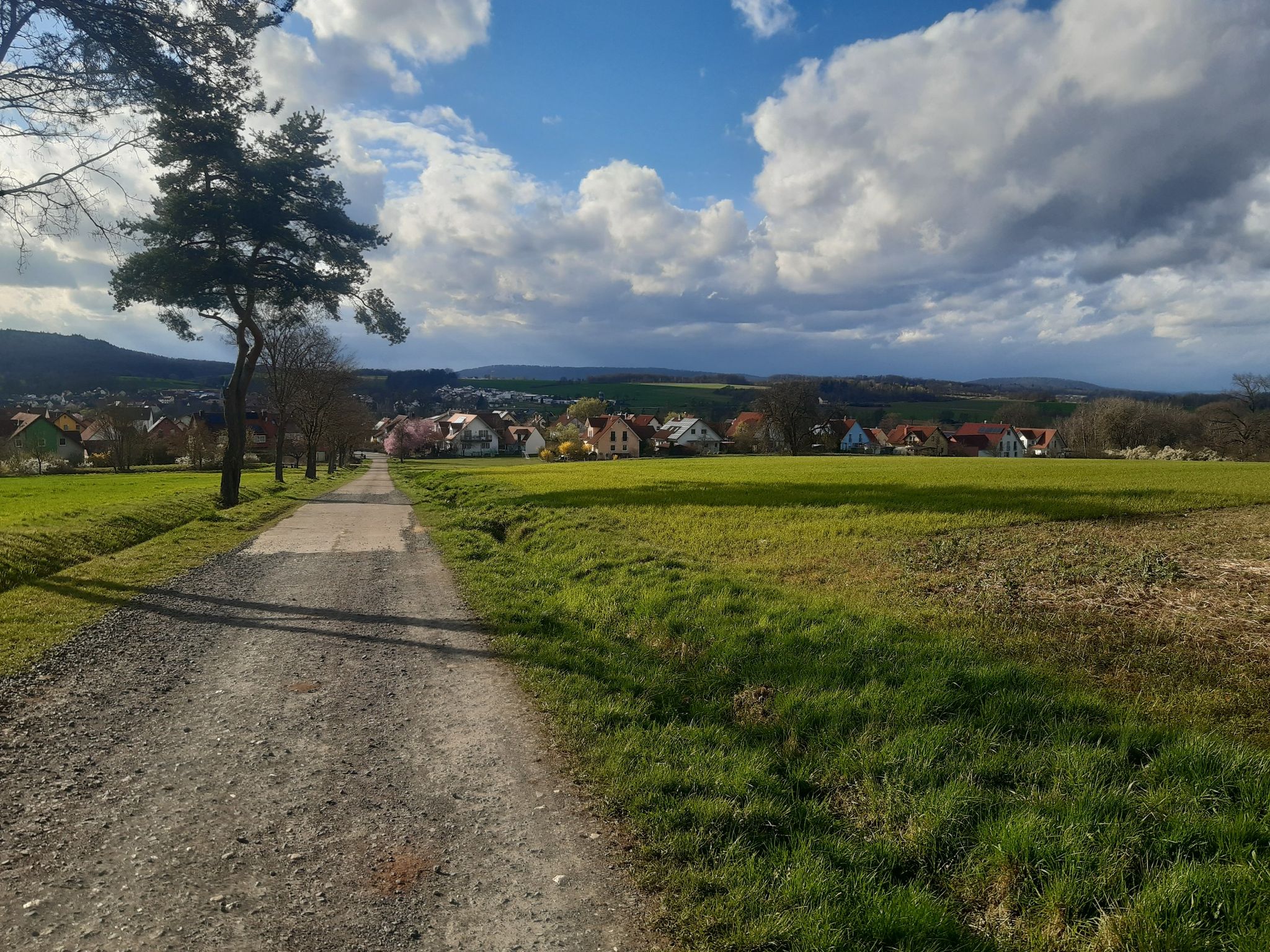 sehr schicke Kiefernallee