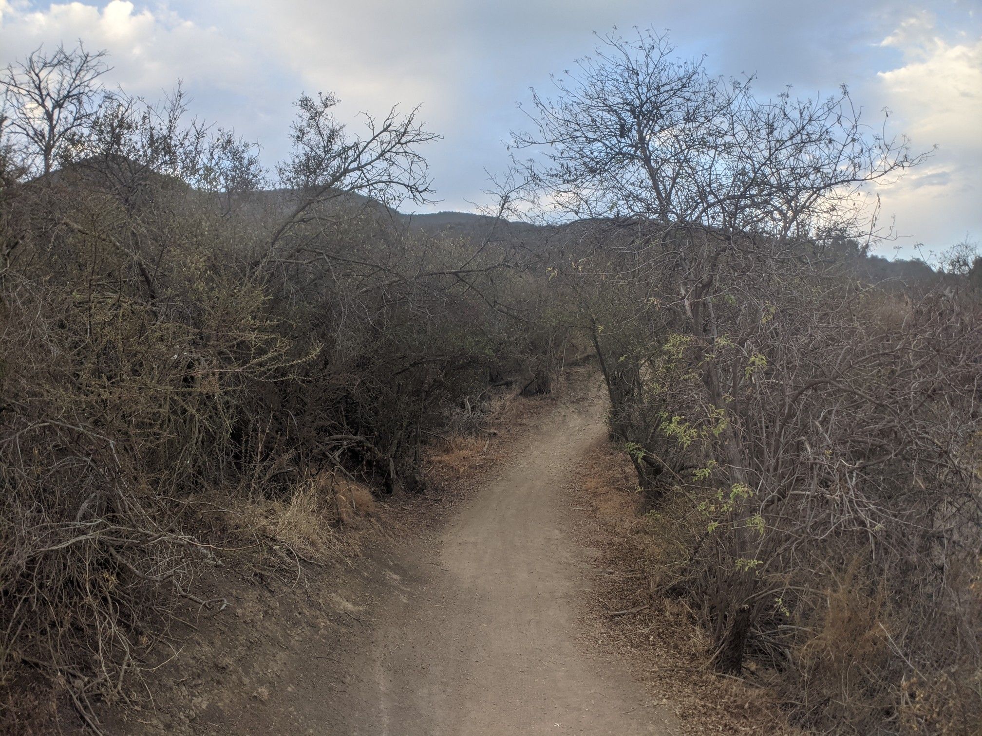 Dirt path winding through dense, dry brush under a cloudy sky. - Rosewood Trail