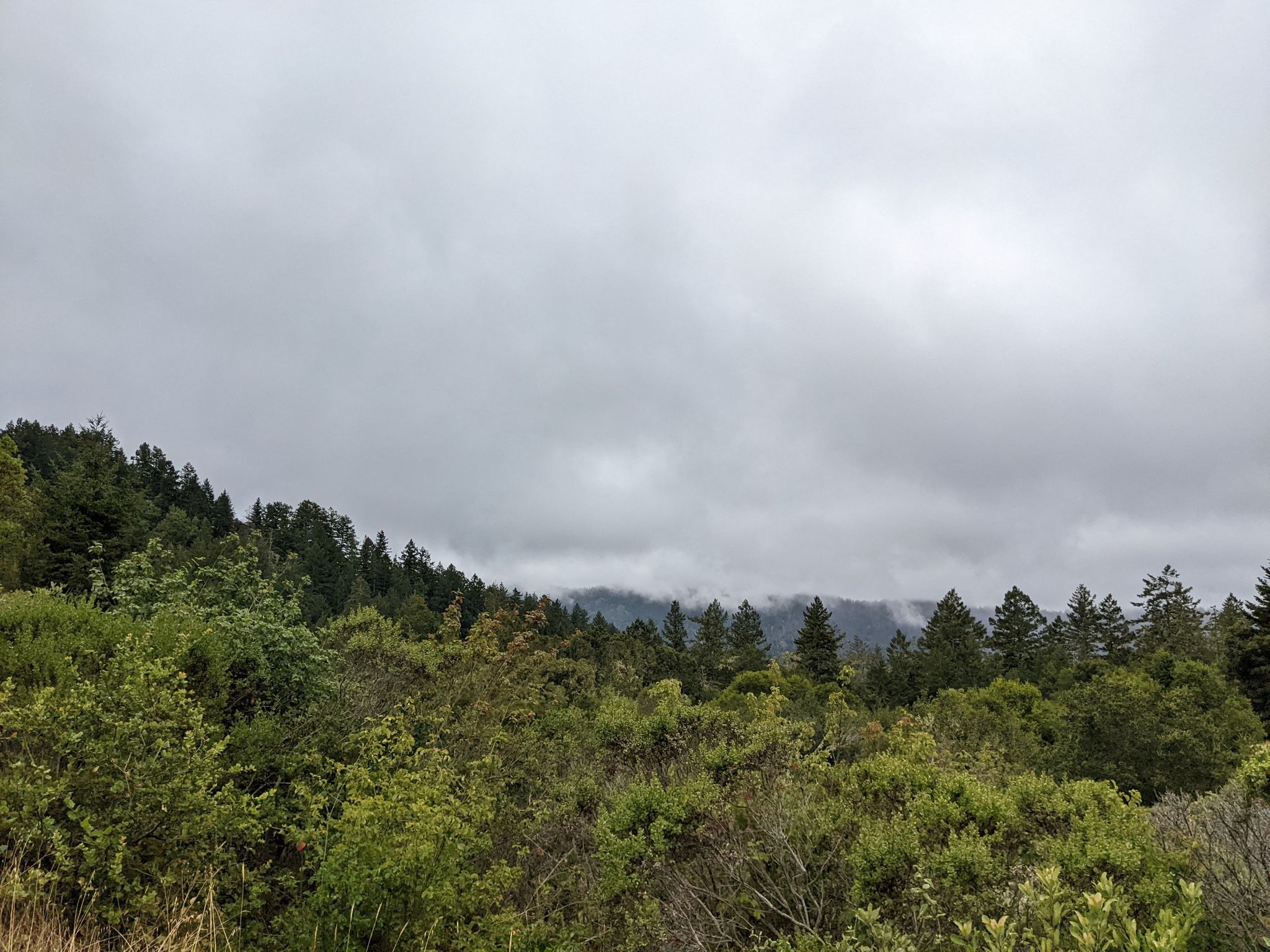 Dense green forest covering hills under a dramatic, cloudy sky. - Tarwater Loop Trail