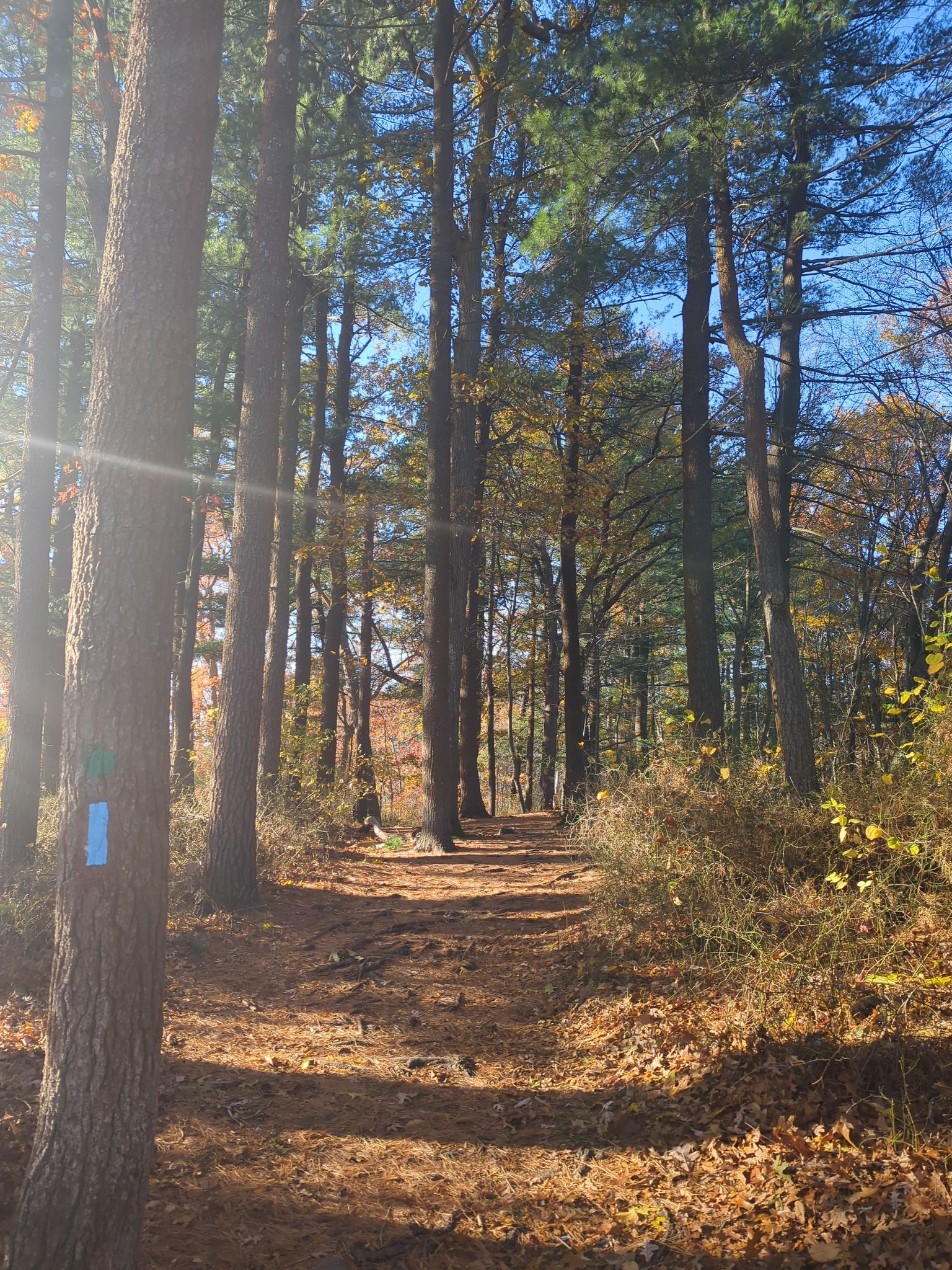 Sunlight streams through tall pine trees onto a leaf-covered forest path. - Chickatawbut Road from Quincy