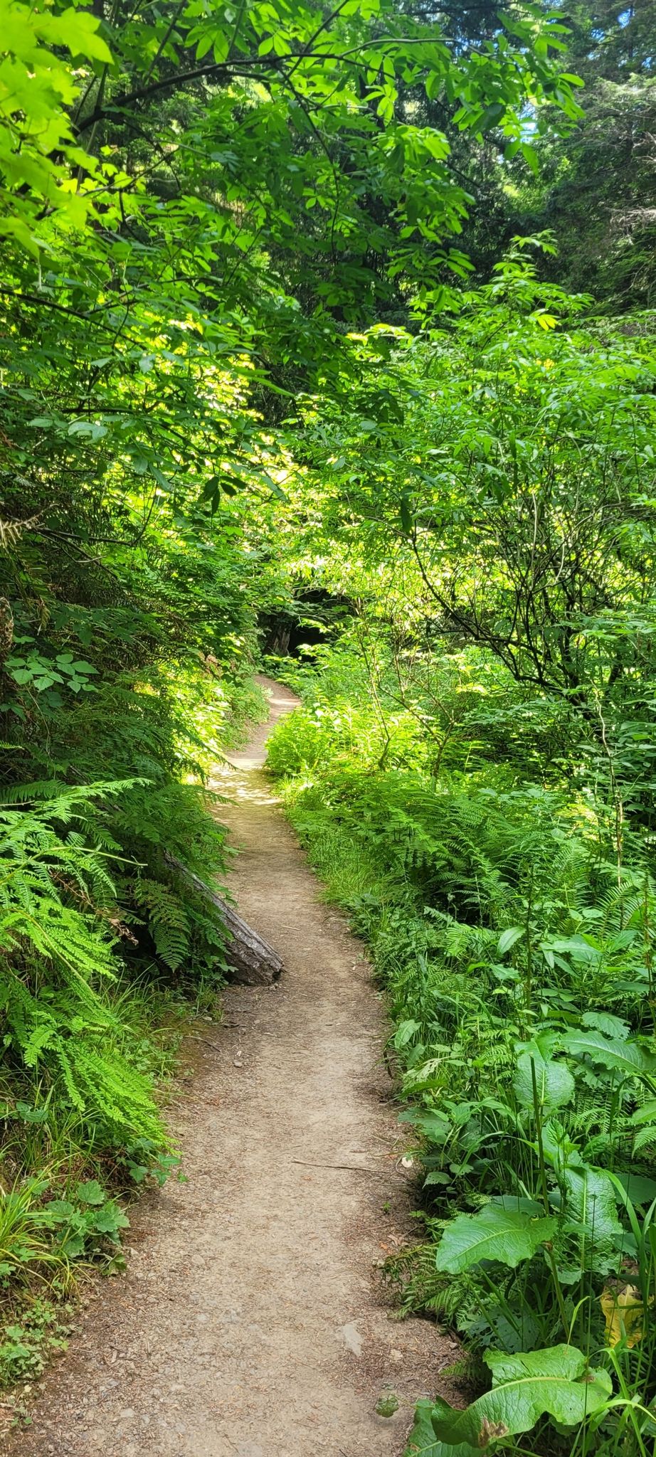 A winding dirt path through a vibrant green, sunlit forest. - North Trail and Fern Canyon Loop