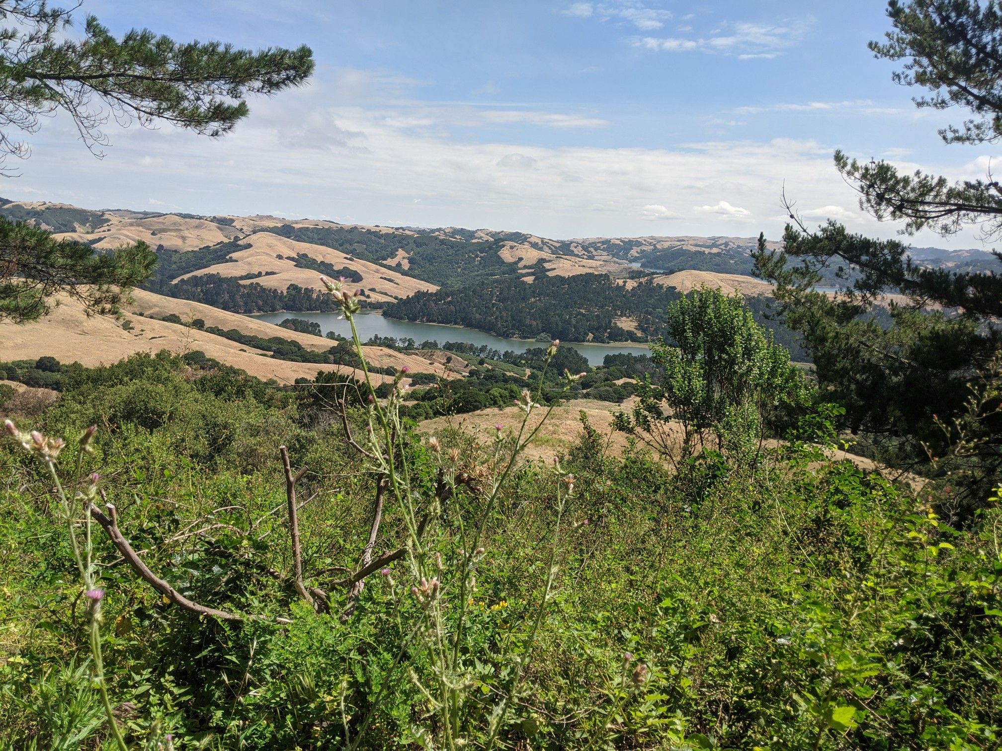 Overlook of rolling golden hills, a lake, and green foliage under blue sky. - Grizzly Peak Loop