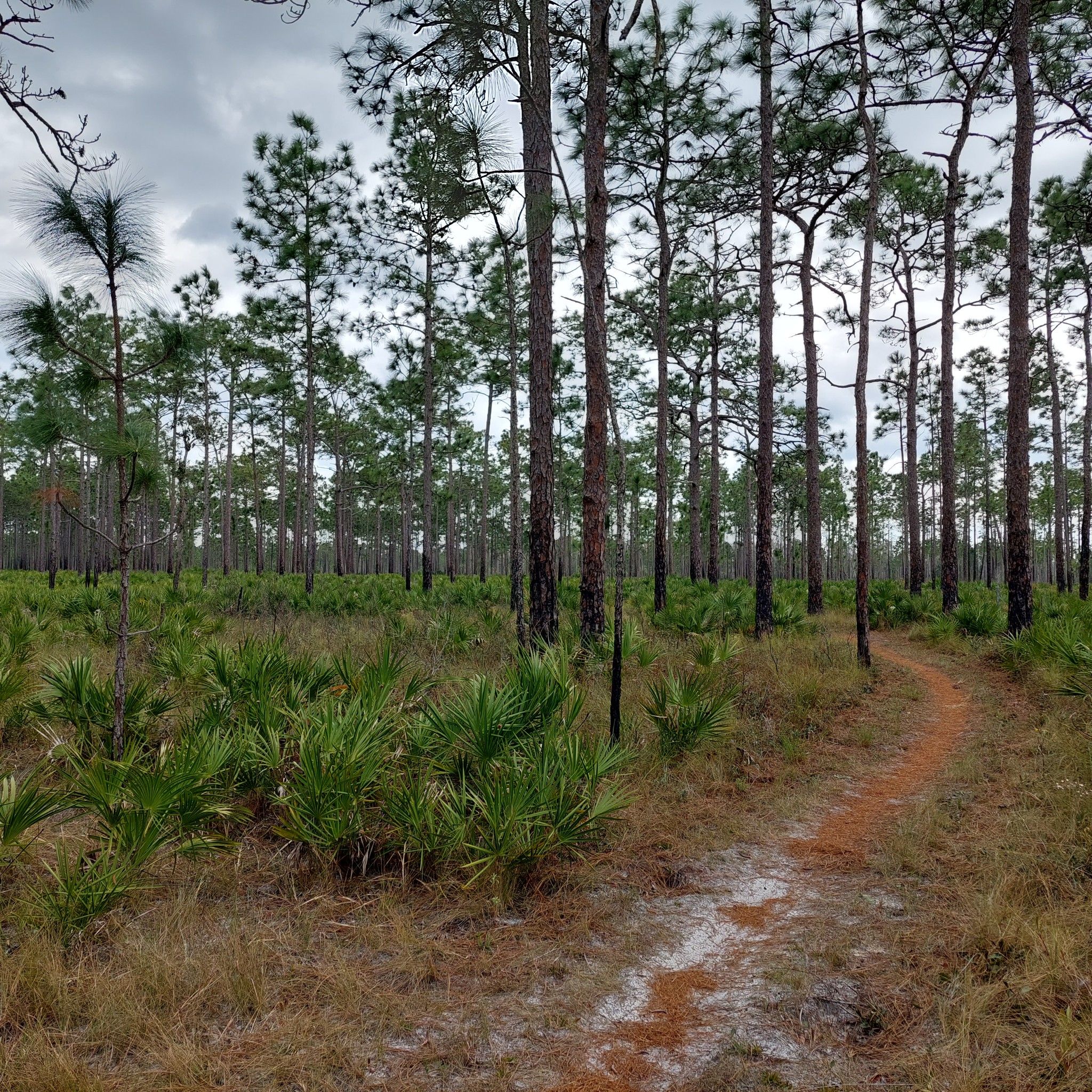 A winding dirt path through a pine forest with green undergrowth under an overcast sky. - Starkey Park Wilderness MTB Trails Loop