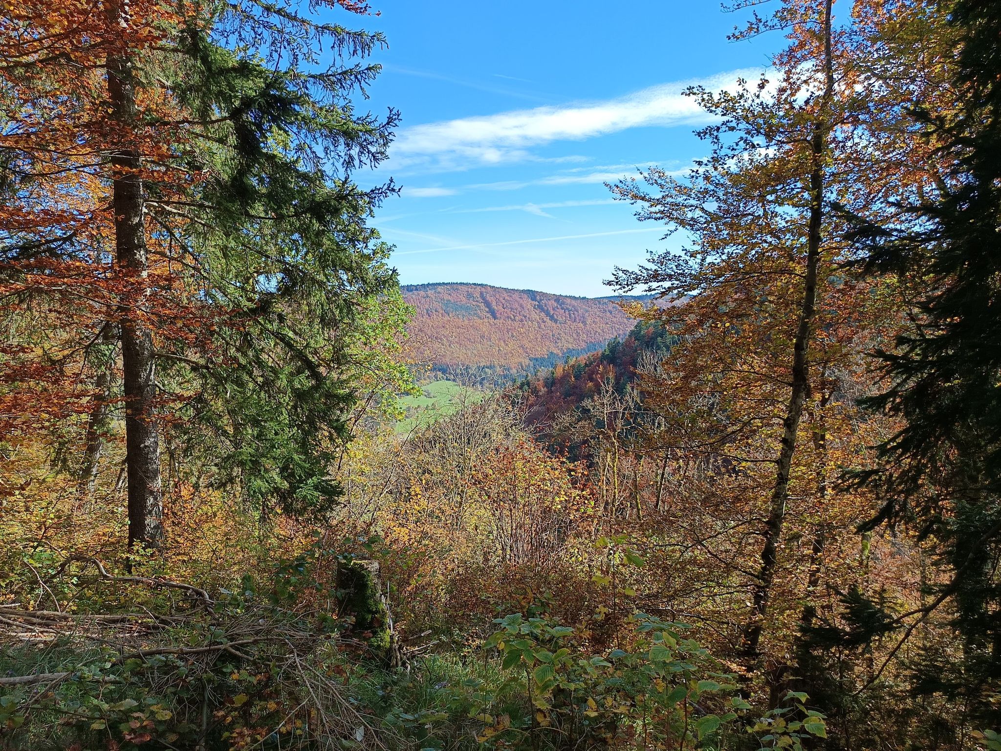 Herbstwald
