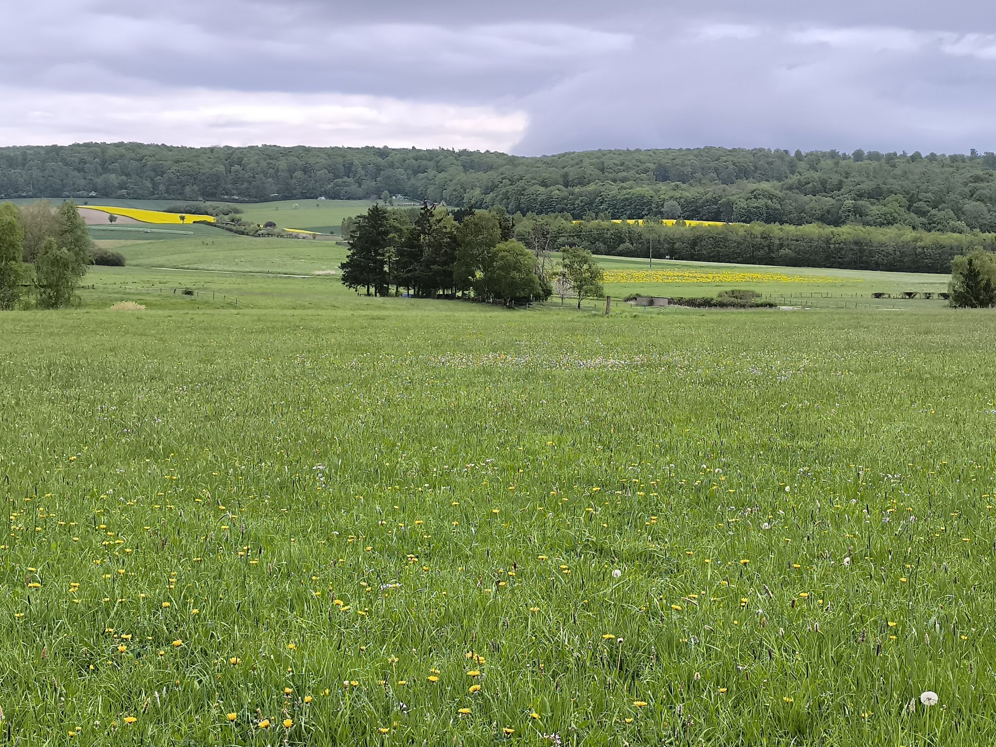 Blick zum Duinger Wald