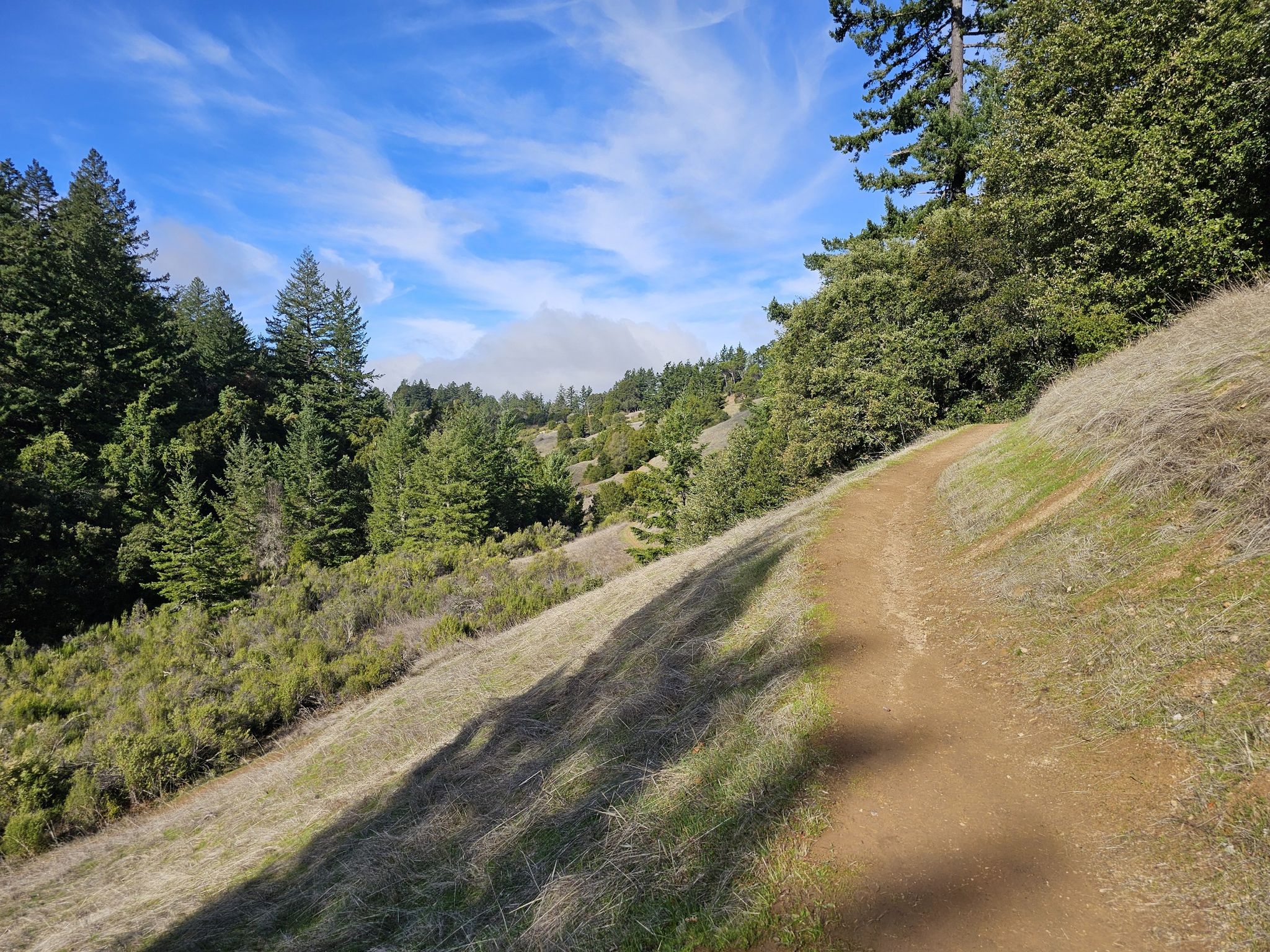 Sunny dirt trail on a grassy hillside bordered by tall evergreen trees. - Chestnut Trail