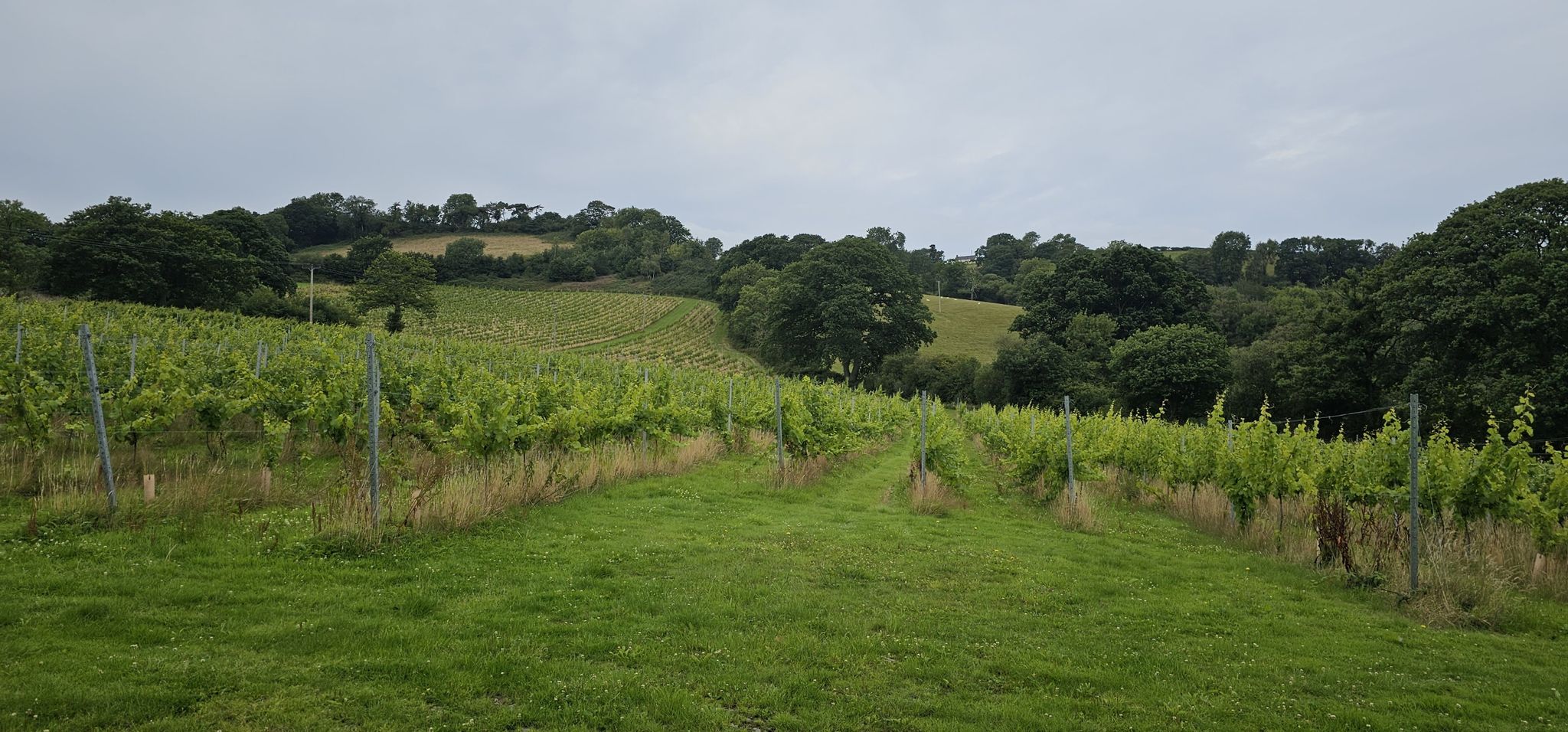 Weinbau in Wales?