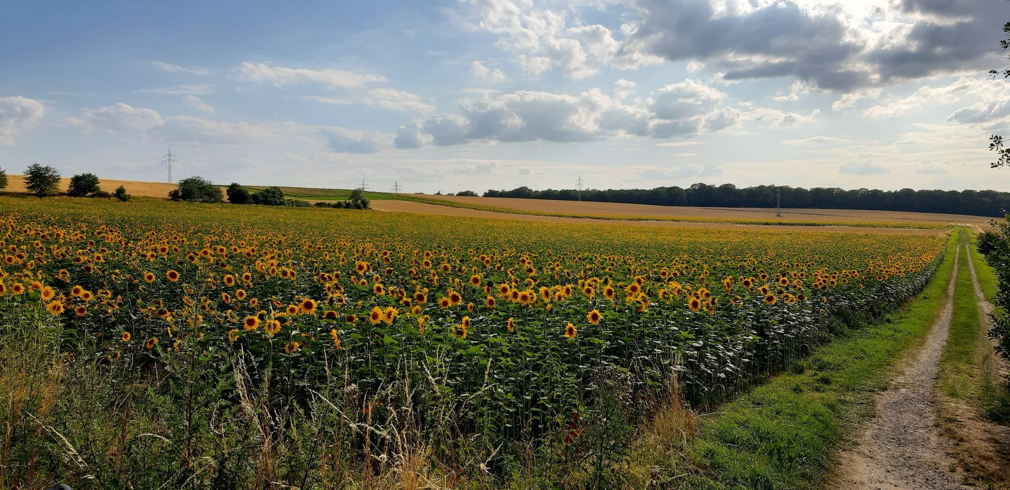 Sonnenblumenfeld