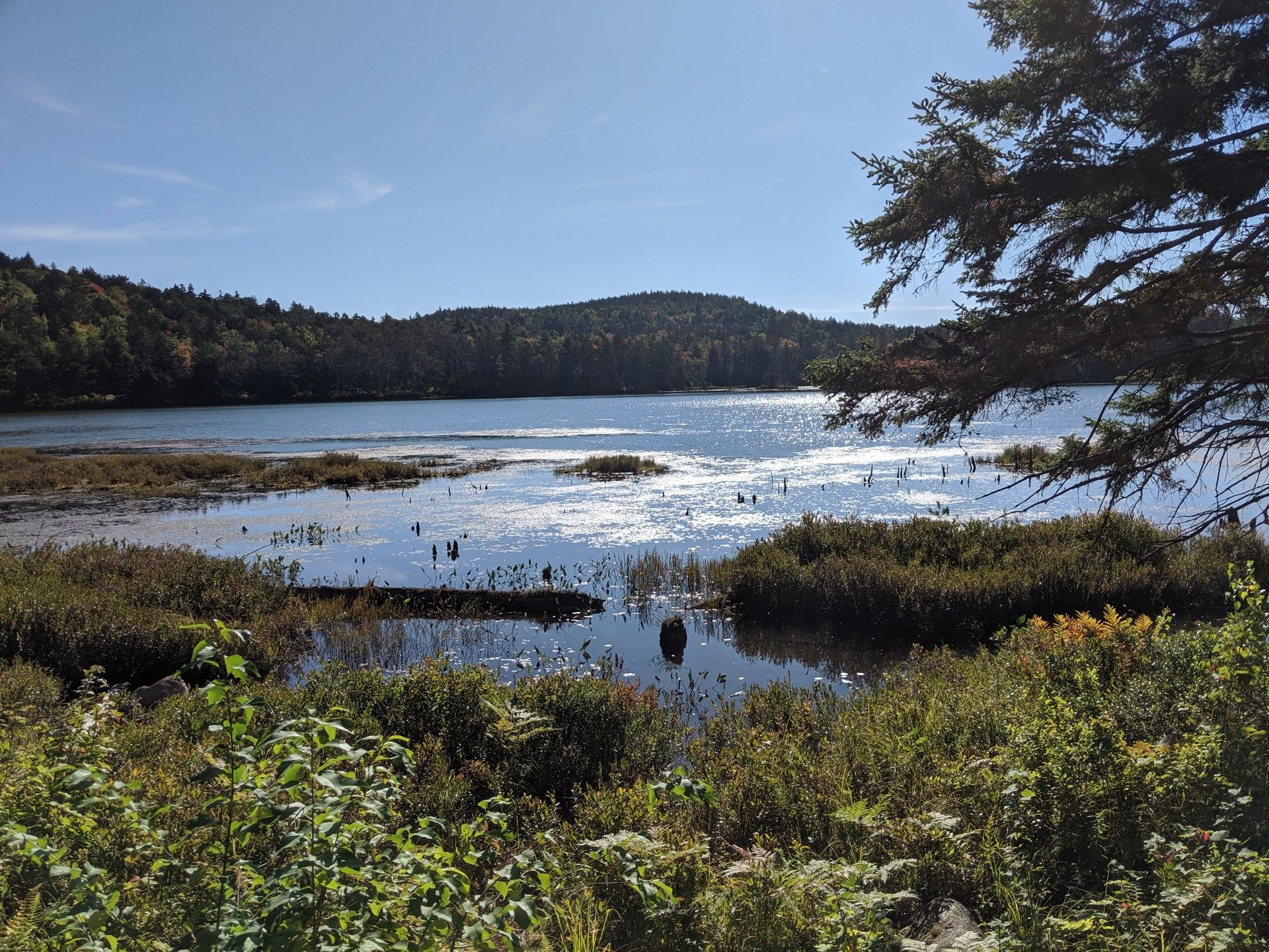 Sunny view of a marshy lake with forested hills under a blue sky. - Round Pond and Gilford Fire Road Loop