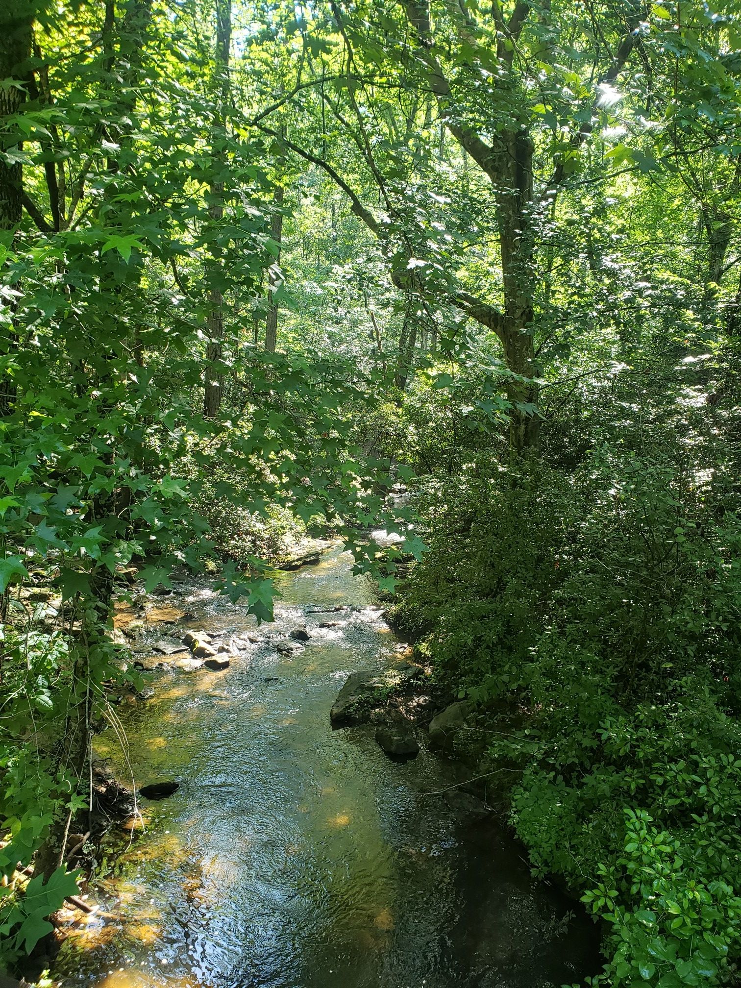 A sunlit stream winds through a dense, green forest with dappled light. - Arabia Mountain PATH Trail