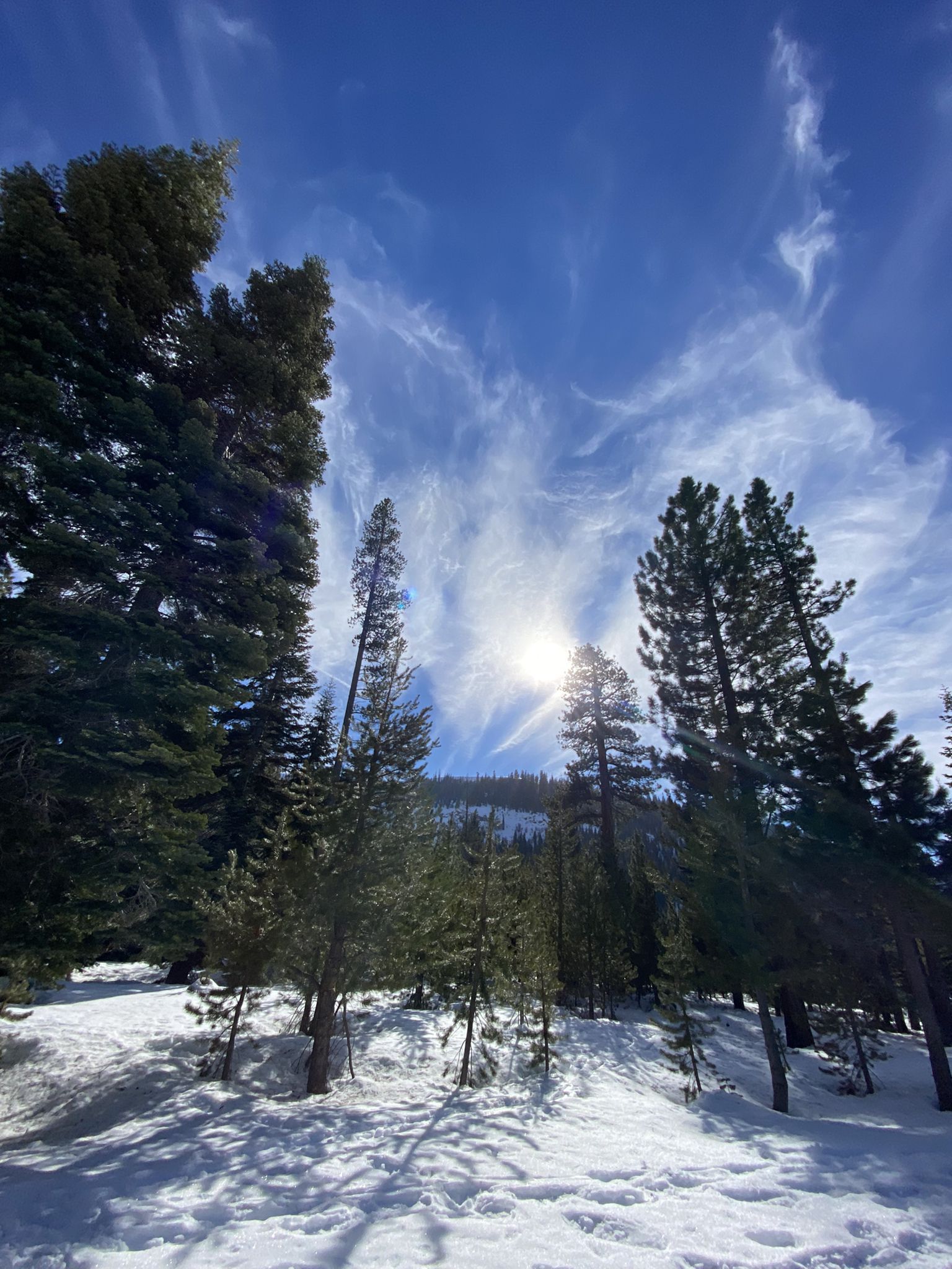 Bright sun shining through tall pine trees in a snowy forest. - Split Rock Loop Trail