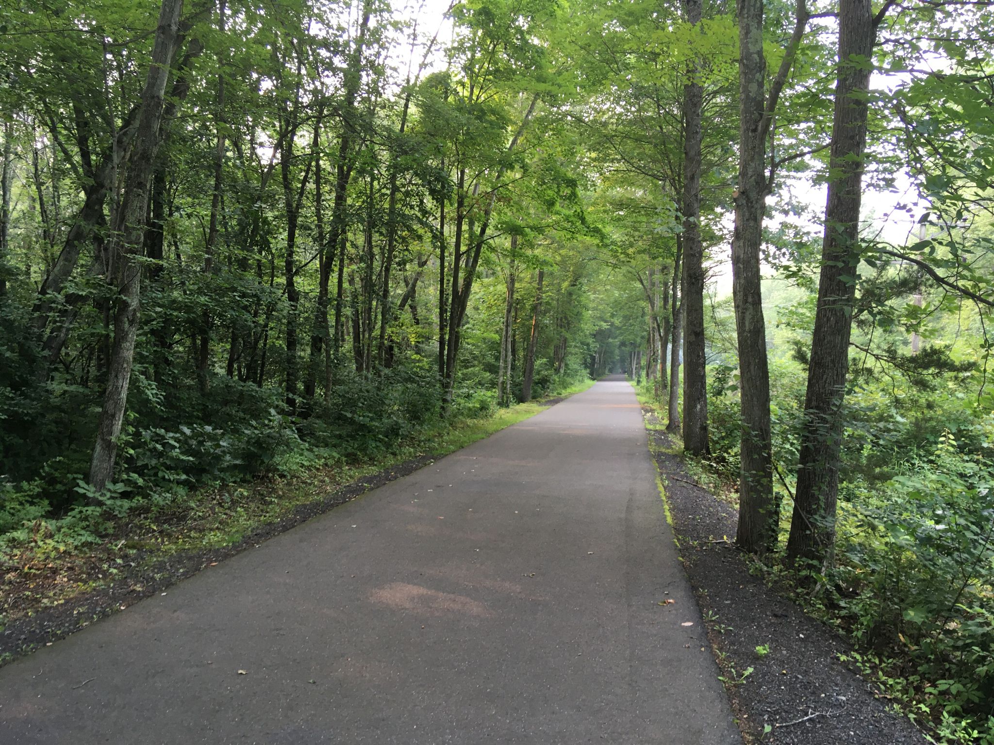 Paved path through a dense, green forest tunnel on a bright day. - Farmington River loop from Town Open Space (Pequabuck Lane)
