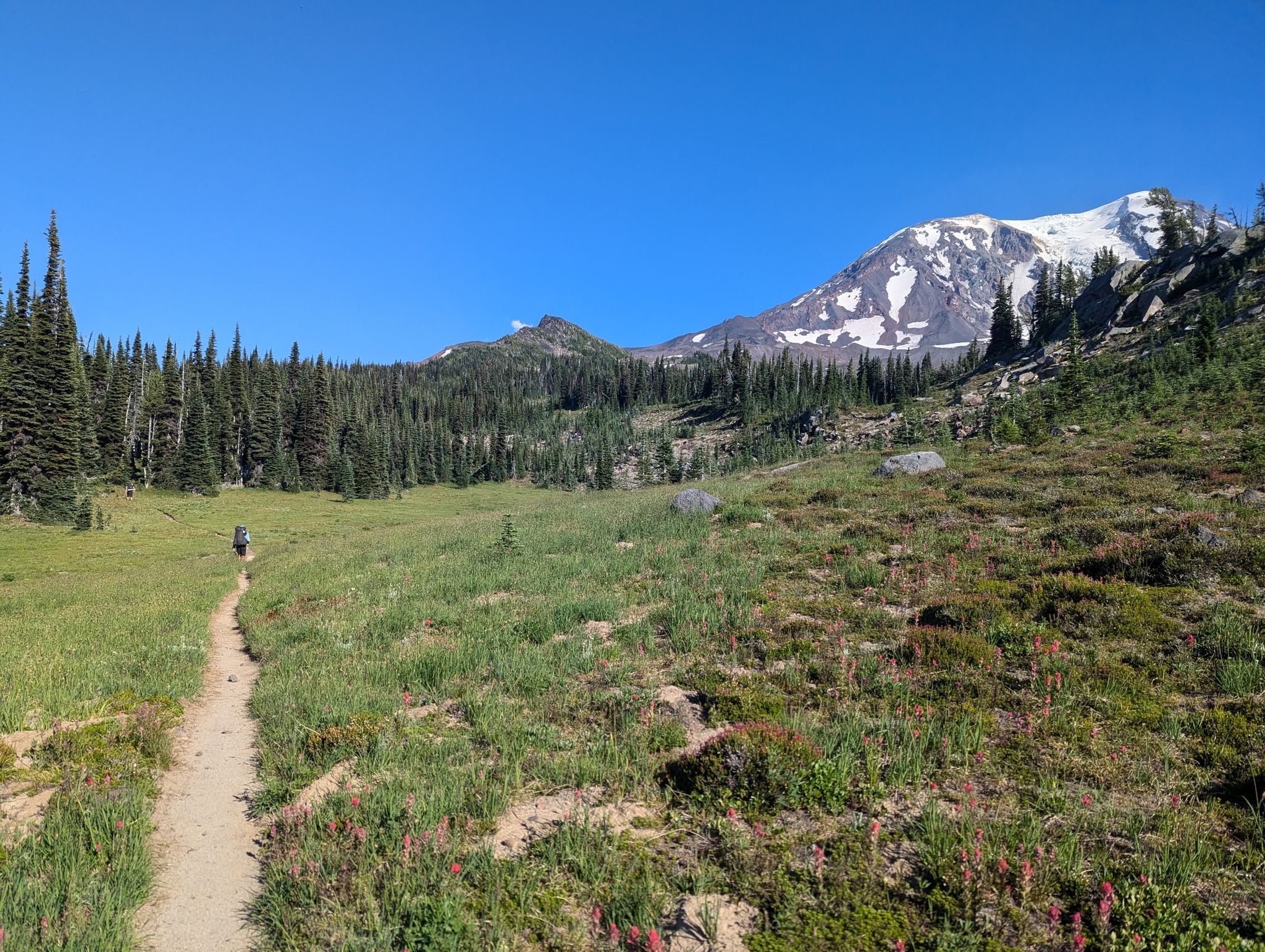 Hiker on a dirt path through a green meadow, with a snow-capped mountain in distance. - Mount Adams via Divide Camp Trail #112 and PCT
