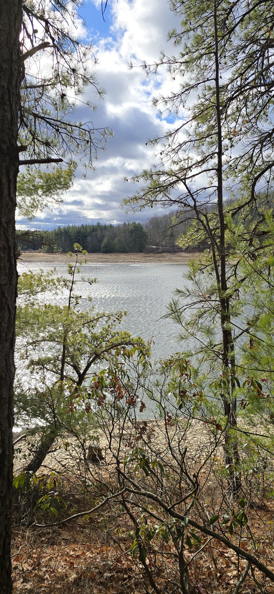 A lake viewed through dense pine trees and brush under a bright, cloudy sky. - Long Pine Run Reservoir loop