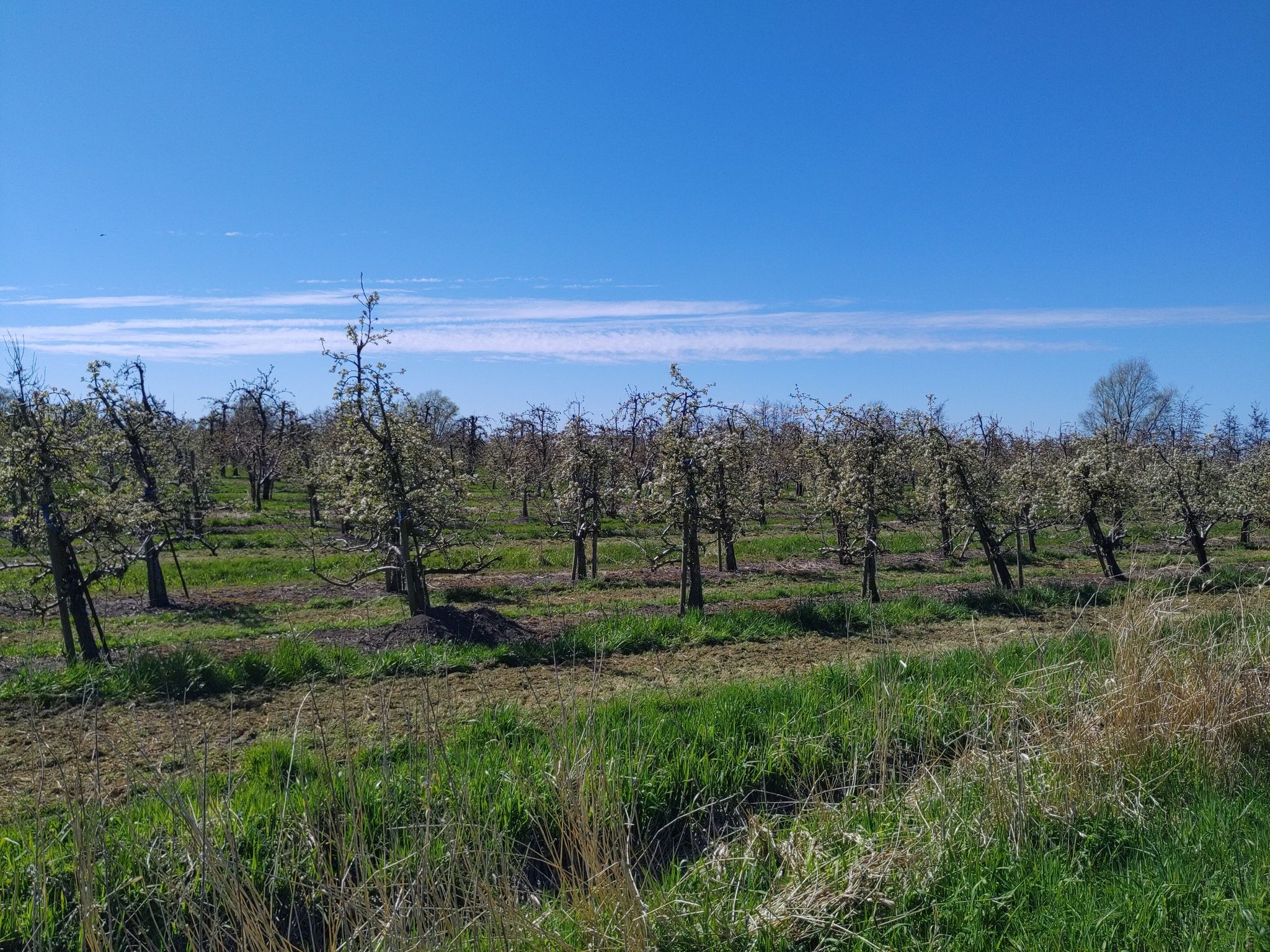 Obstplantagen