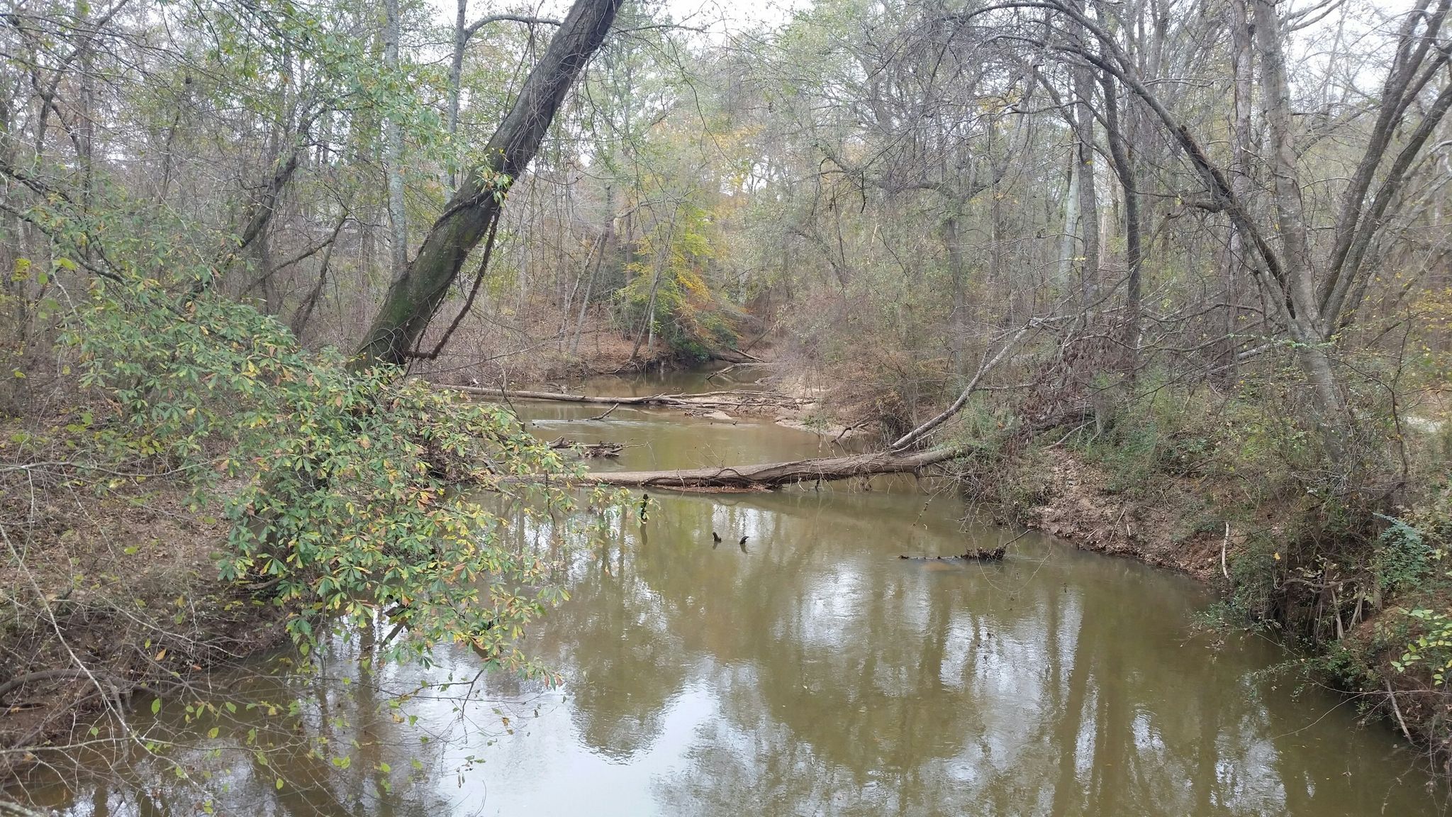 A calm river flows through a forest with fallen logs and reflections. - Big Creek Greenway Alpharetta – Alpharetta Big Creek Greenway loop from Windward Plaza & 4025