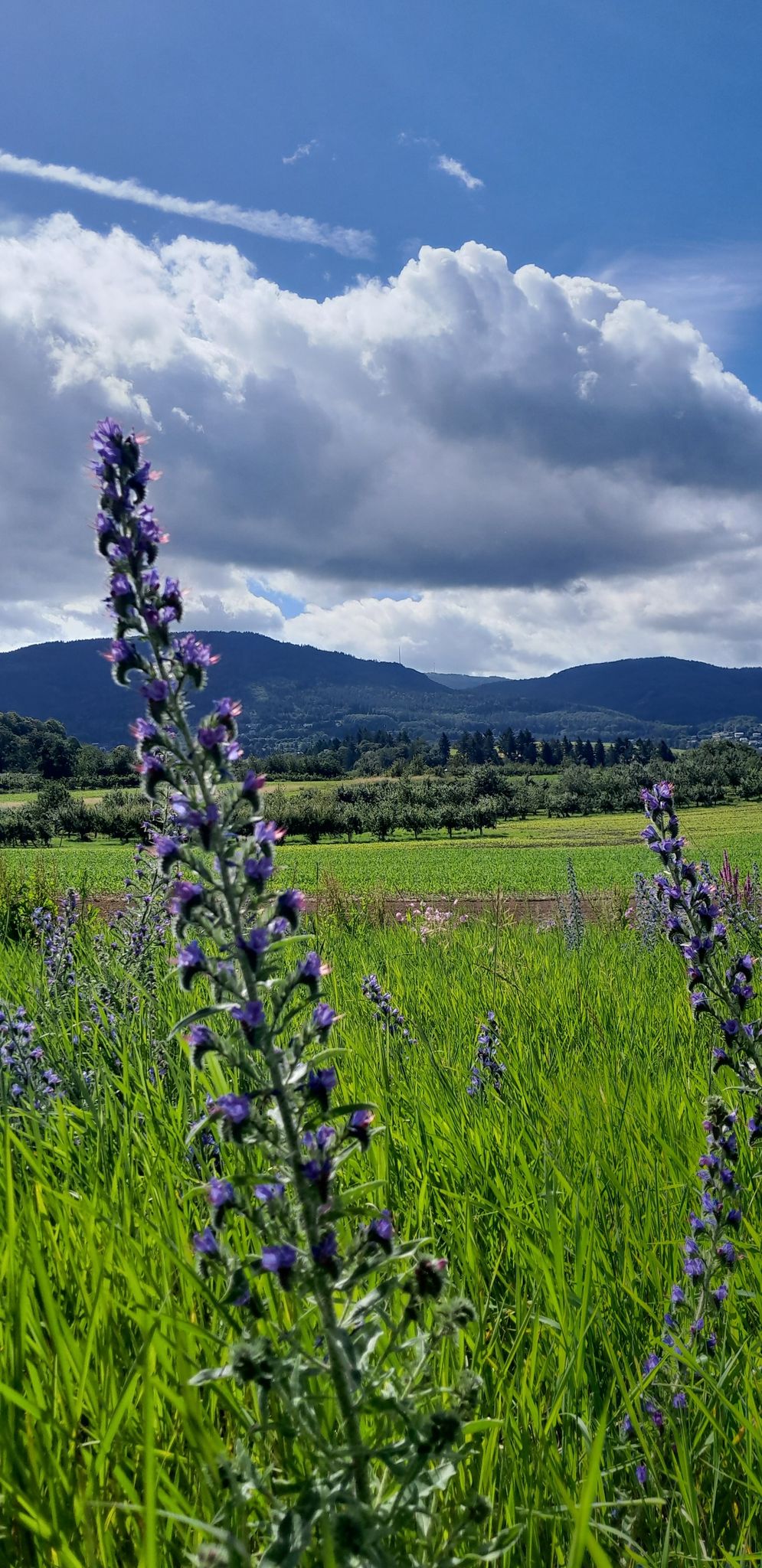 Blick zur Hornisgrinde