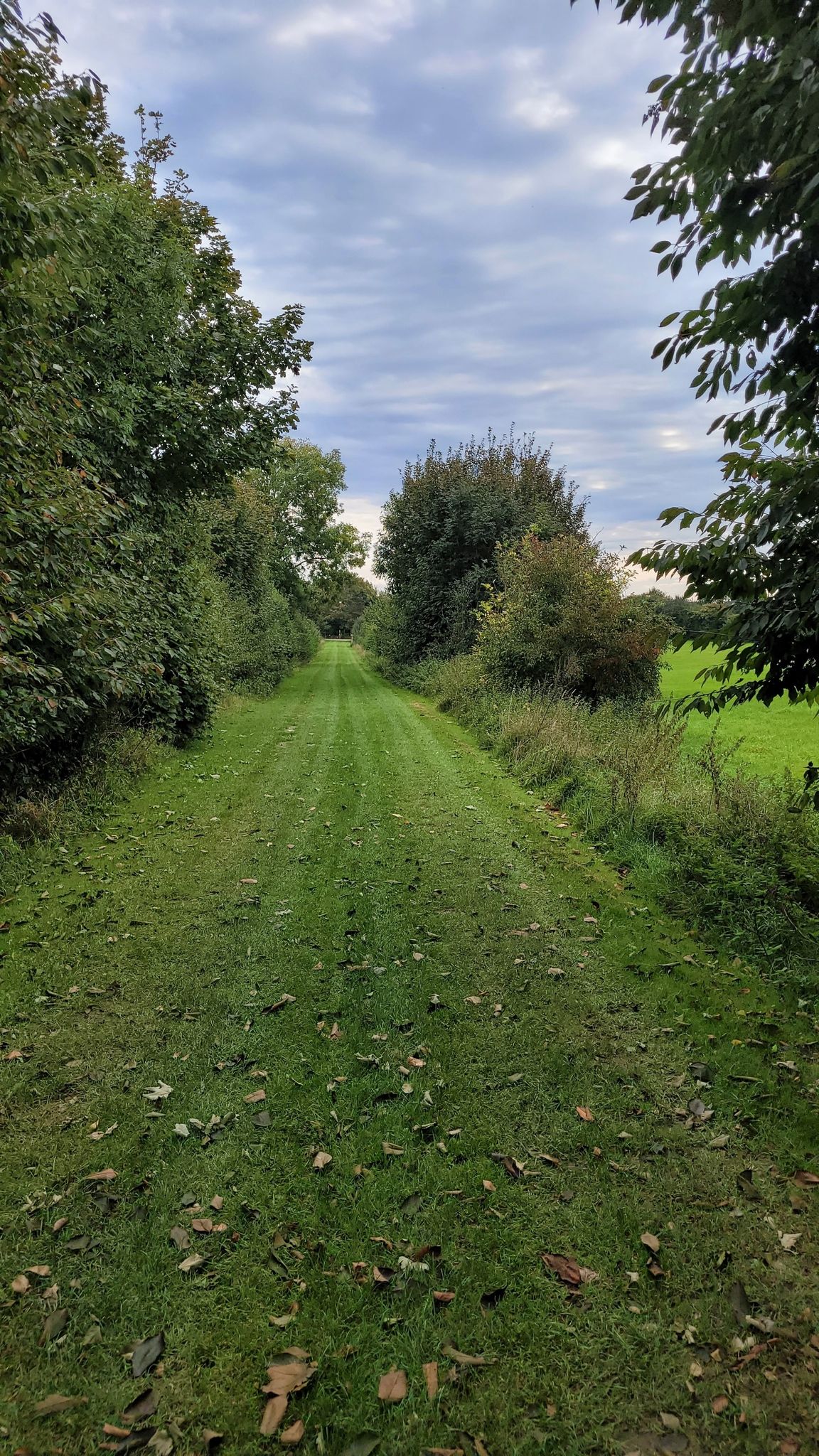 schöner Grasweg