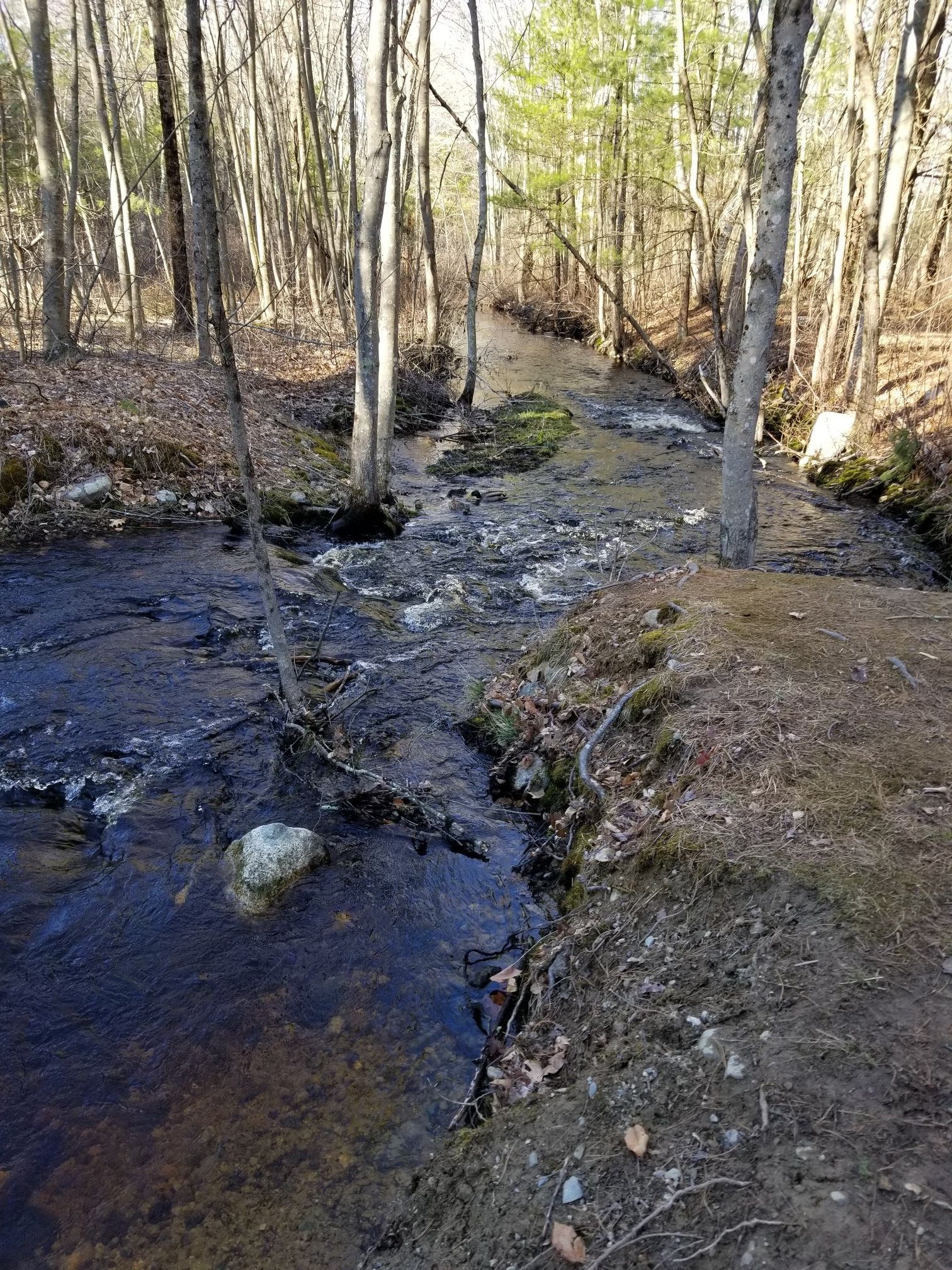 Rocky stream flowing through a bare-treed forest in dappled sunlight. - Wompatuck State Park – Wompatuck State Park loop from Wompatuck State Park