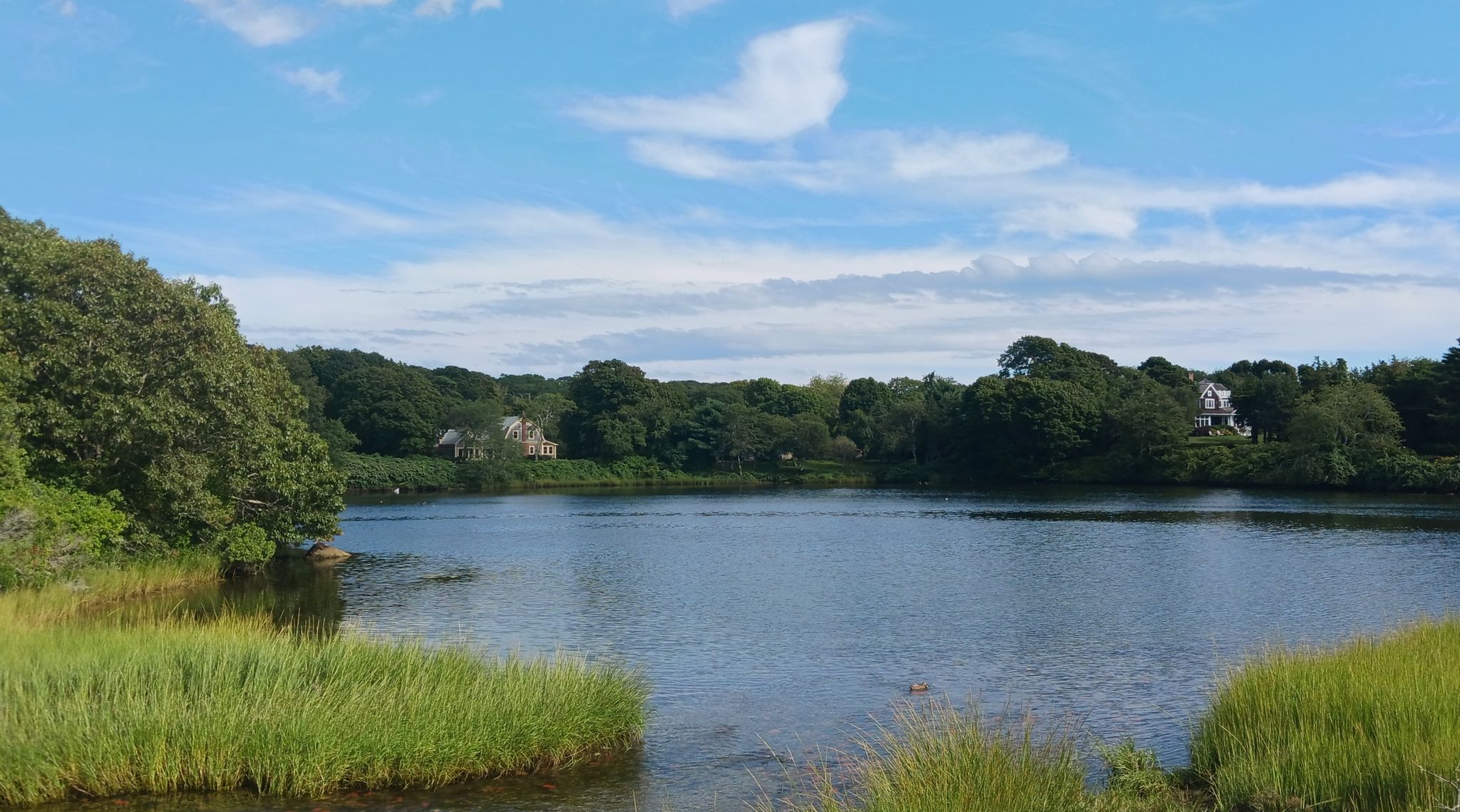 Calm water surrounded by green trees and tall grass under a blue sky. - Great Sippewissett Marsh – Sagamore Bridge loop from Falmouth